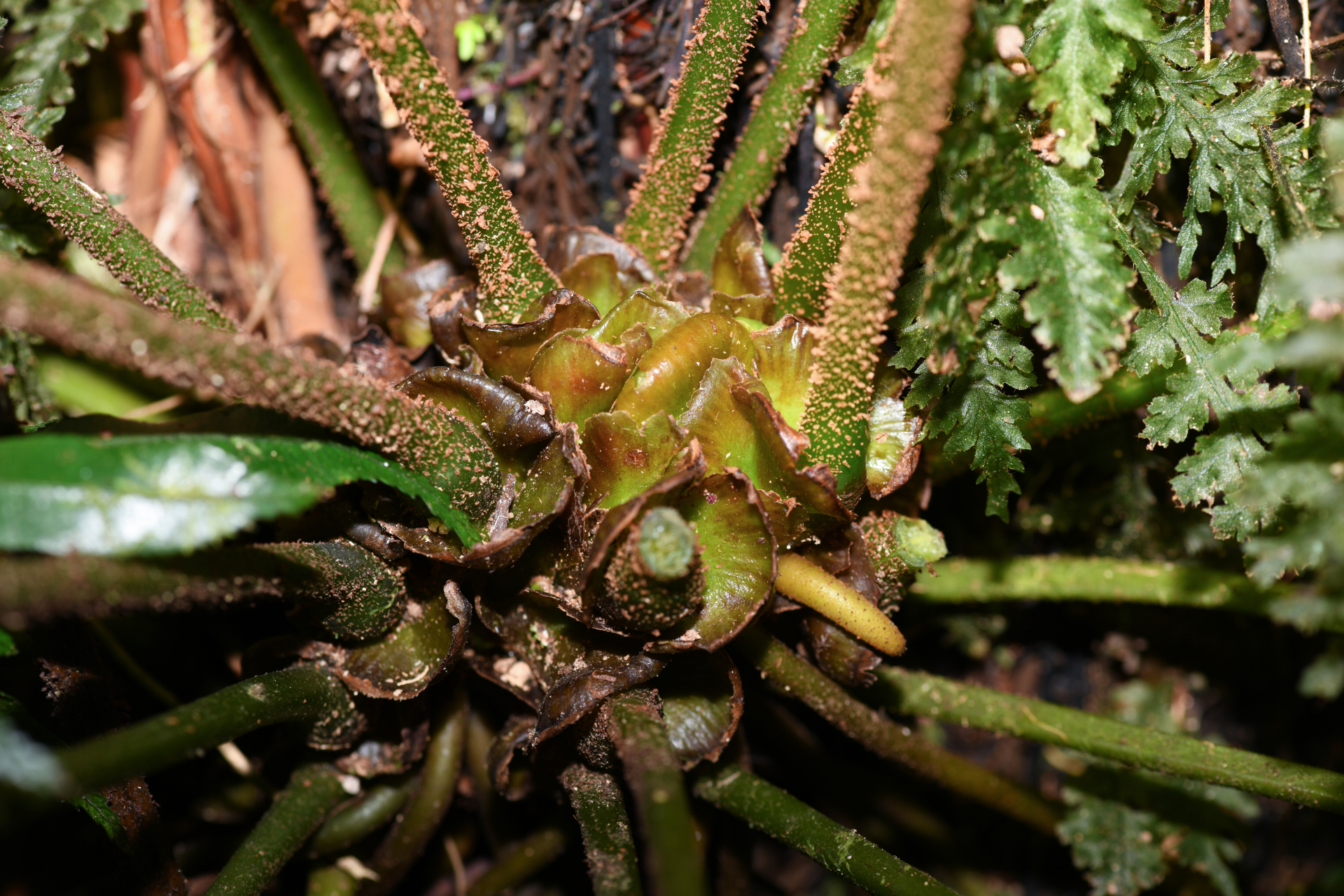Danaea alata Sm. - Photo Bivouac Naturaliste