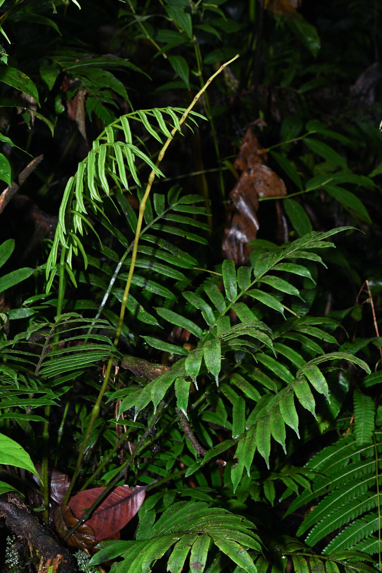 Danaea alata Sm. - Photo Bivouac Naturaliste