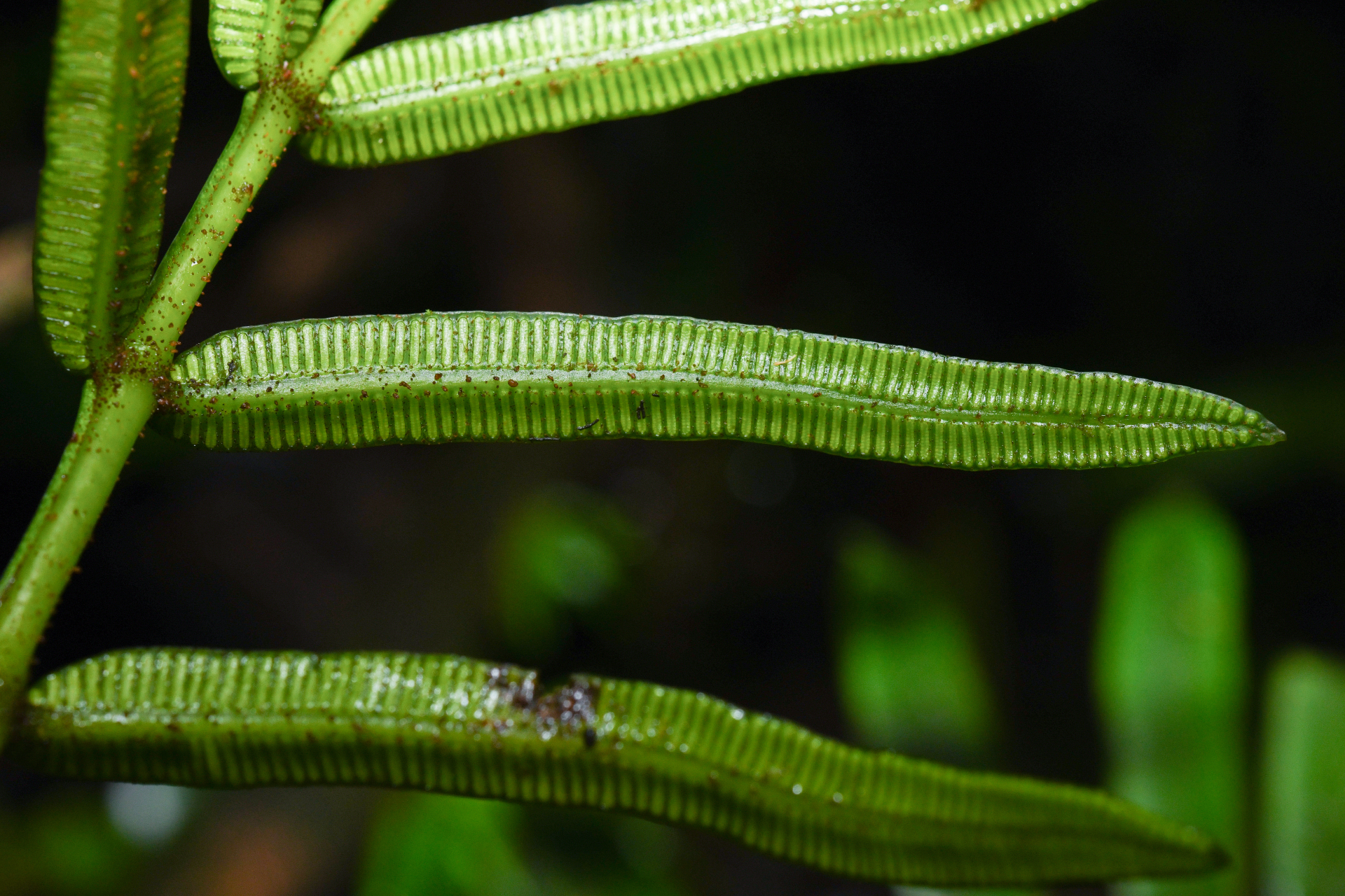 Danaea alata Sm. - Photo Bivouac Naturaliste