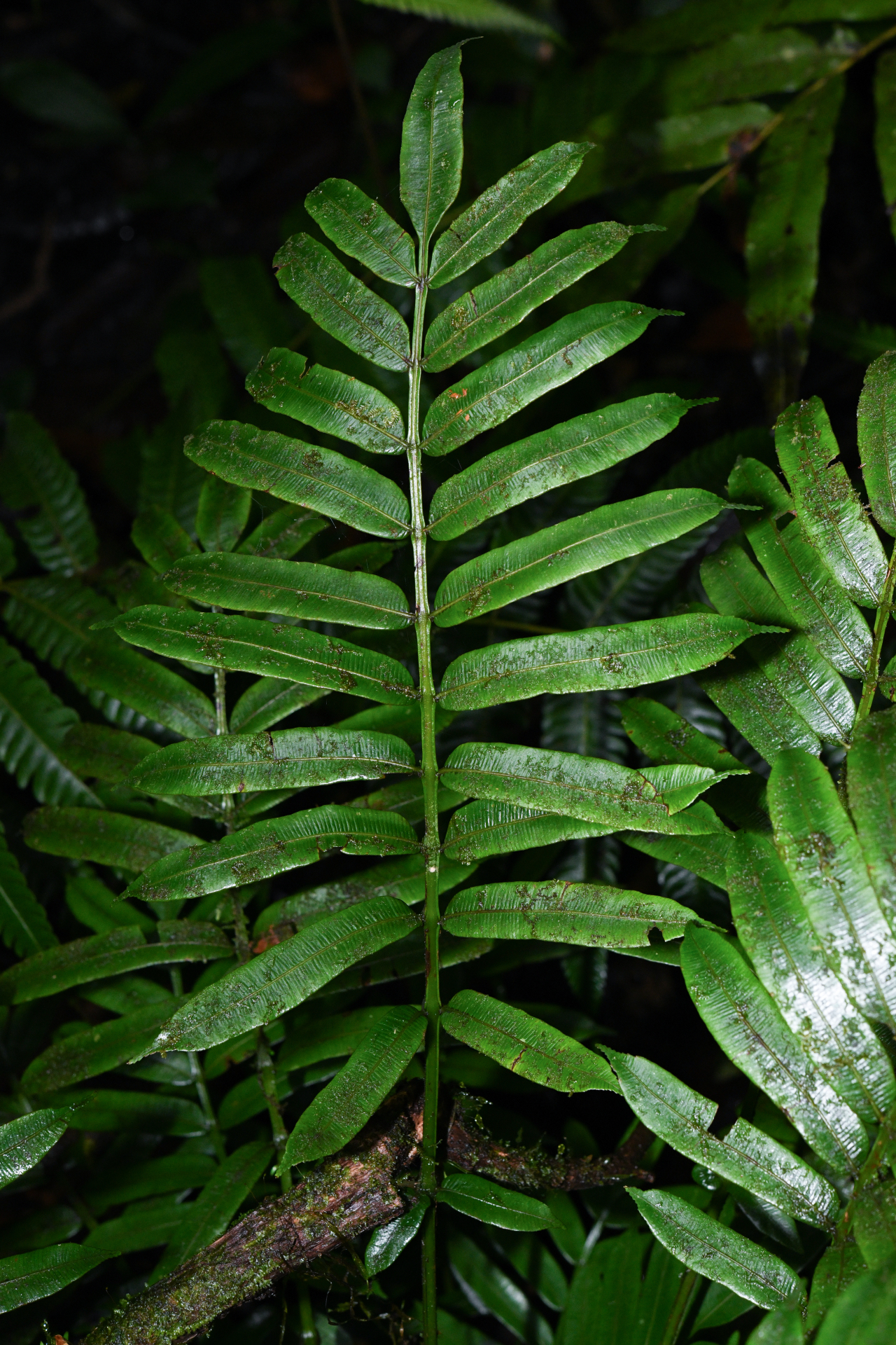 Danaea alata Sm. - Photo Bivouac Naturaliste
