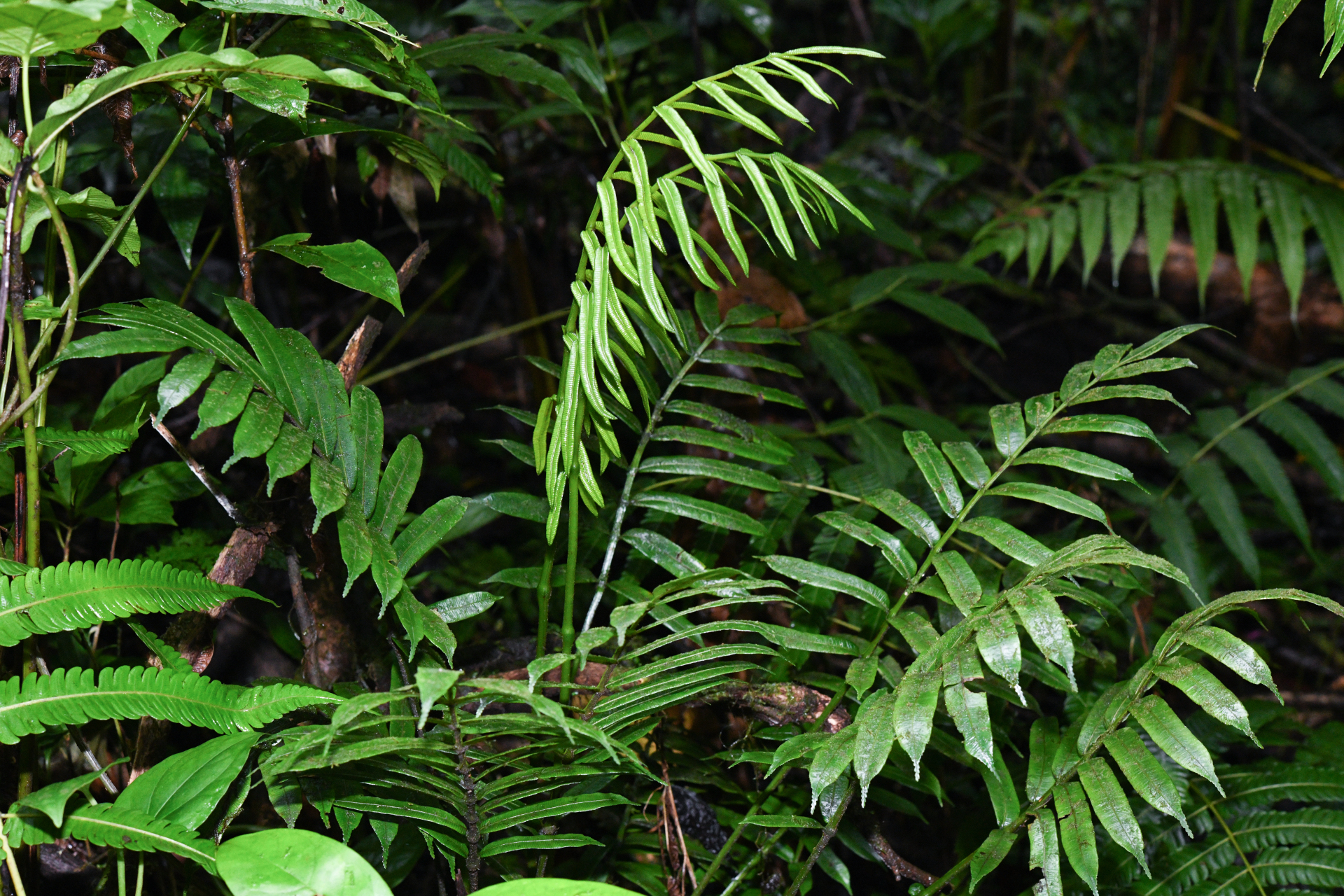 Danaea alata Sm. - Photo Bivouac Naturaliste
