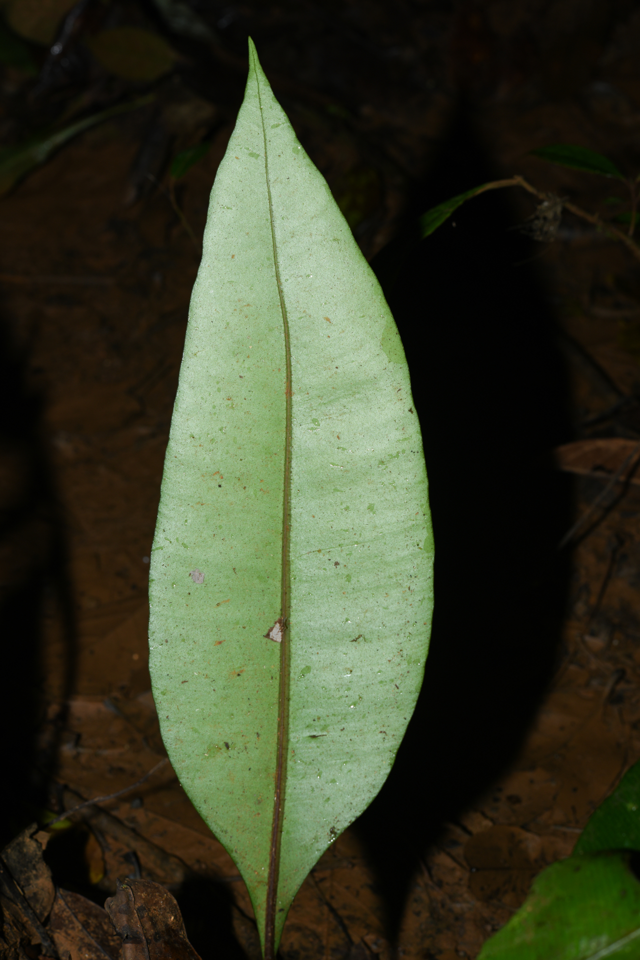 Danaea simplicifolia Rudge - Photo Bivouac Naturaliste