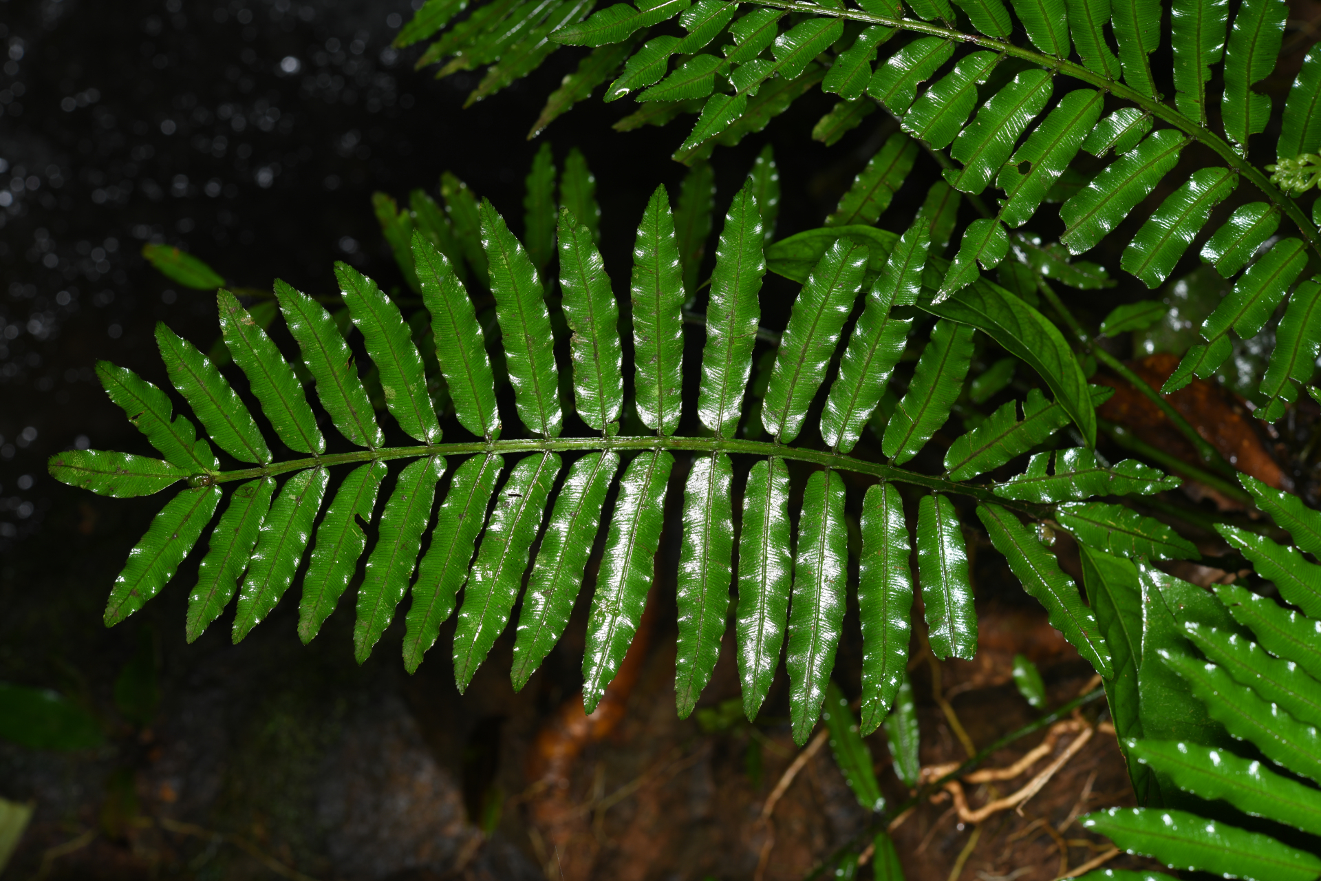 Danaea ypori Christenh. - Photo Bivouac Naturaliste