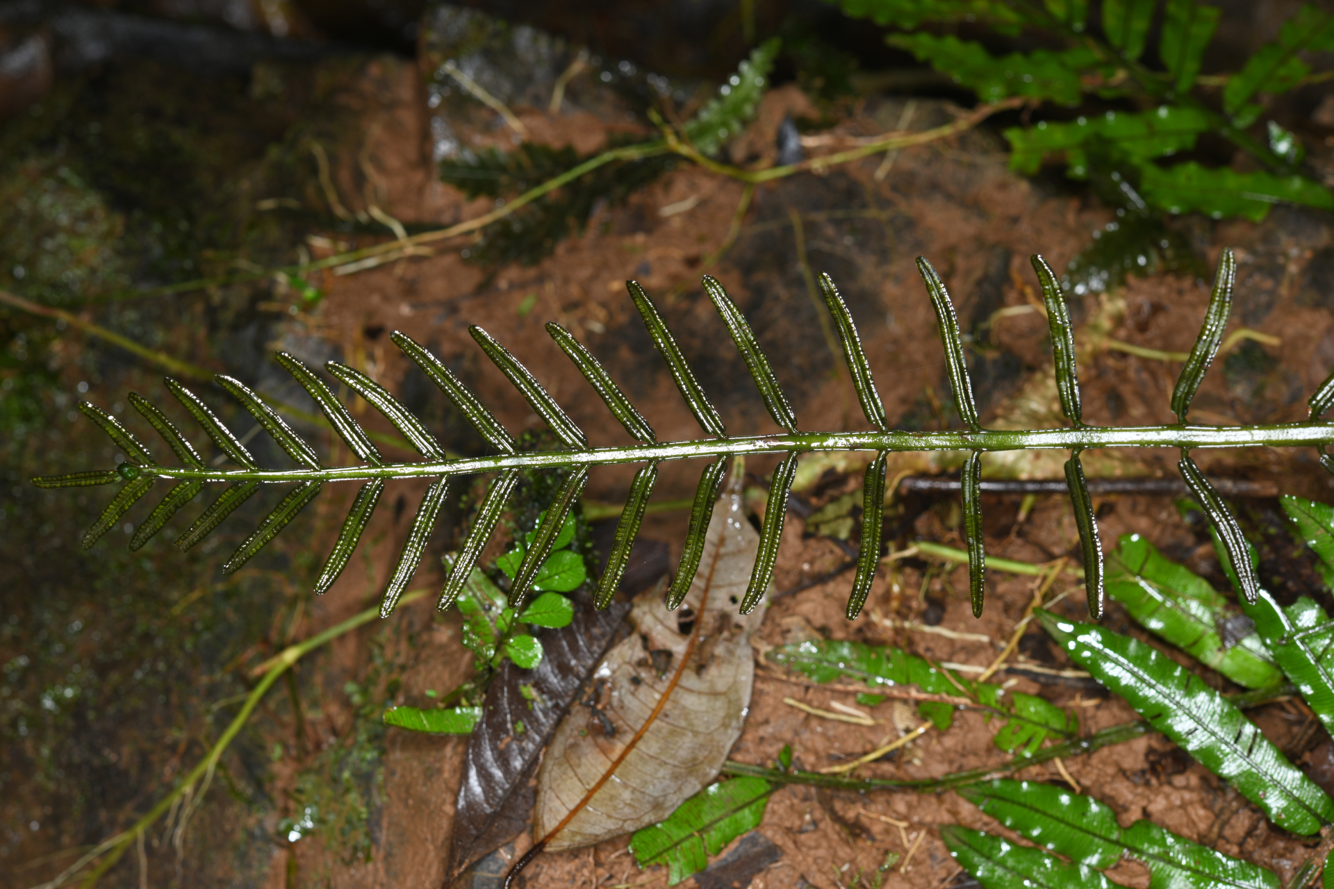 Danaea ypori Christenh. - Photo Bivouac Naturaliste