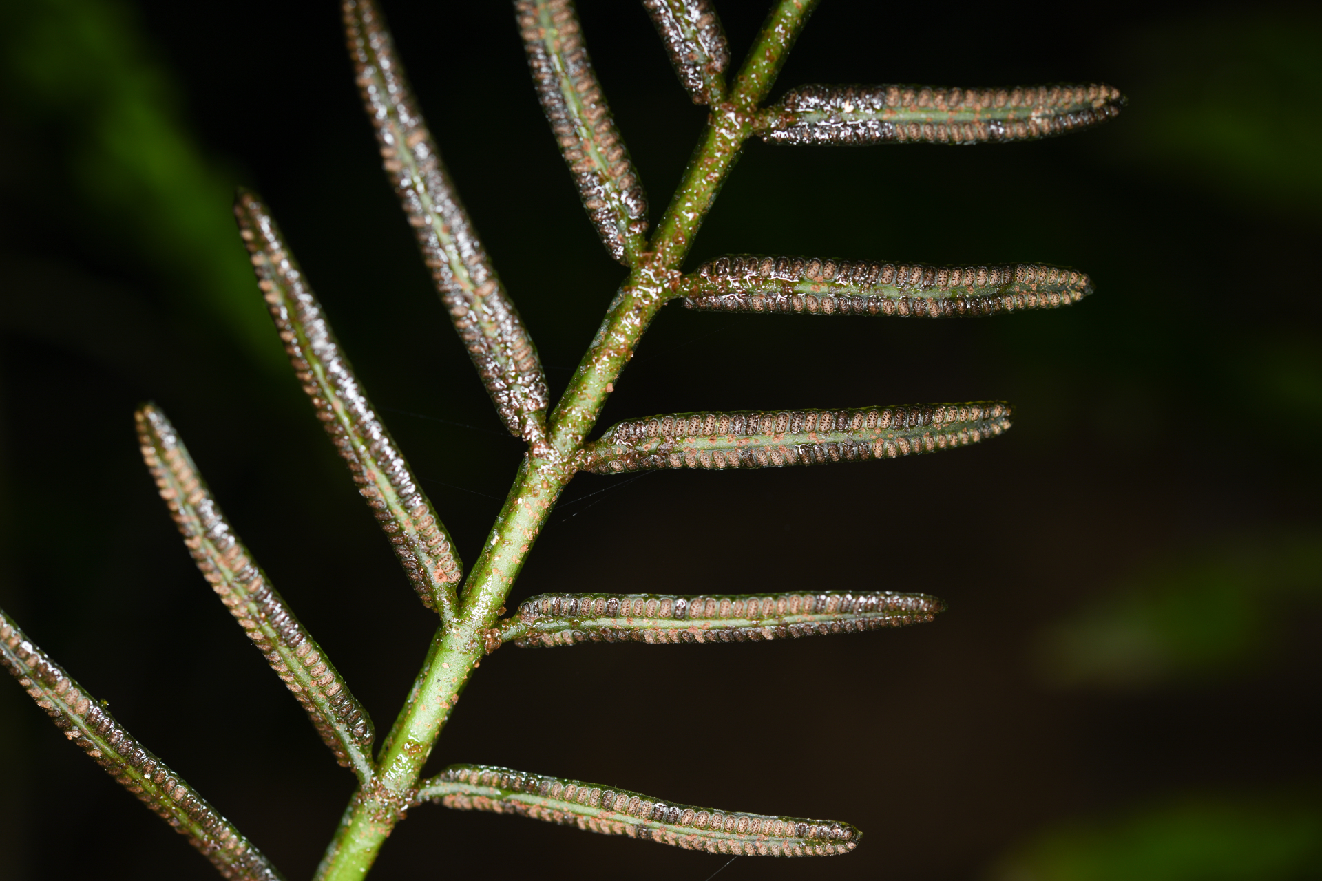 Danaea ypori Christenh. - Photo Bivouac Naturaliste