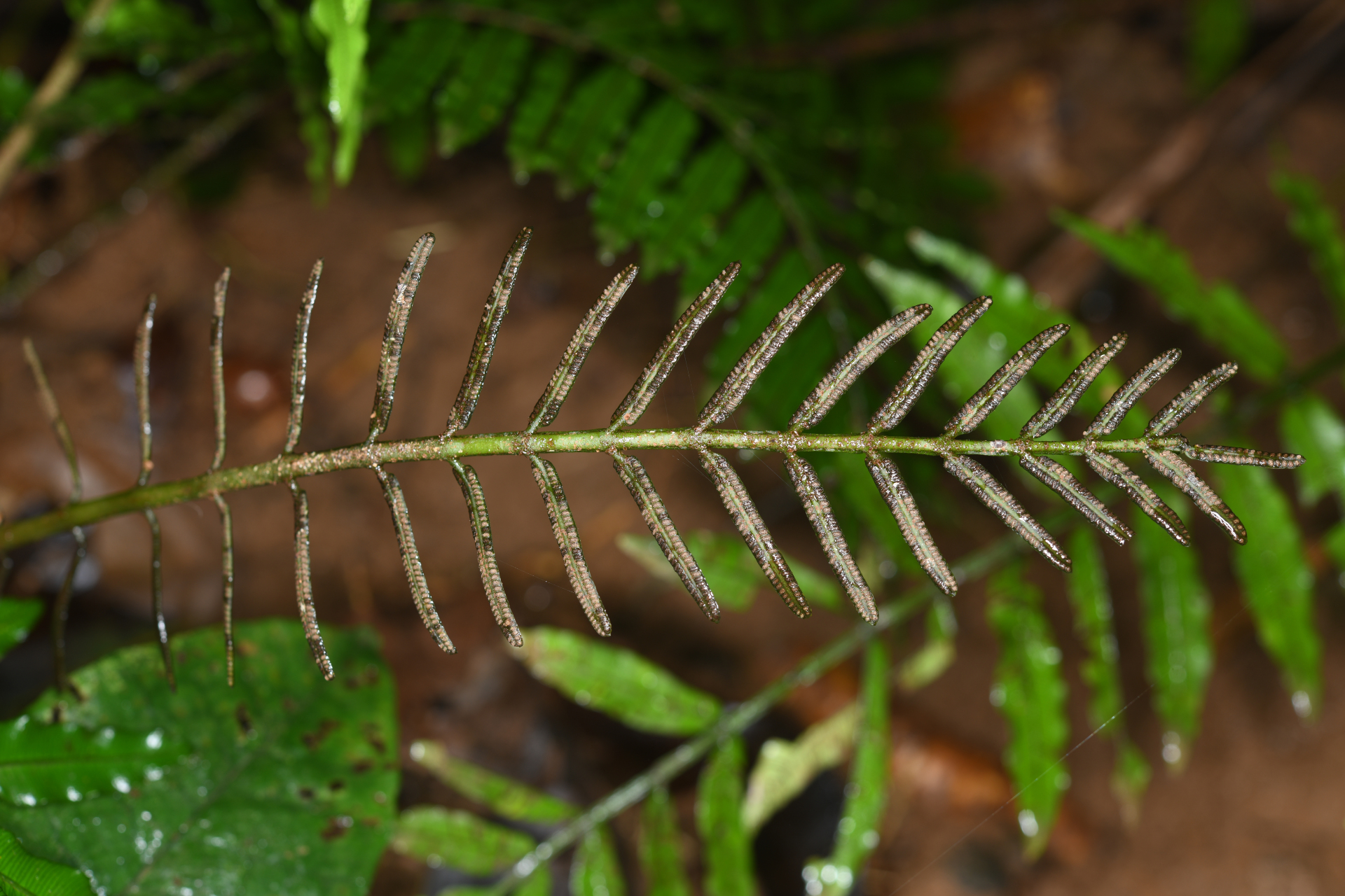 Danaea ypori Christenh. - Photo Bivouac Naturaliste