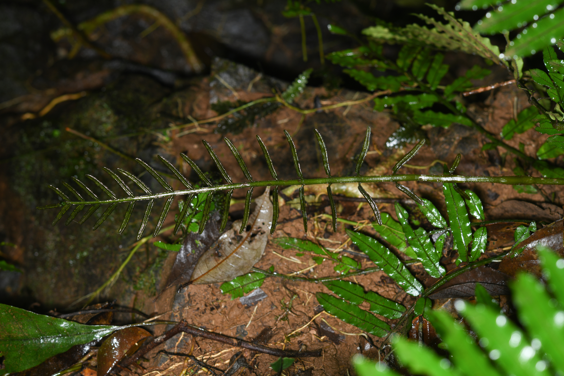 Danaea ypori Christenh. - Photo Bivouac Naturaliste