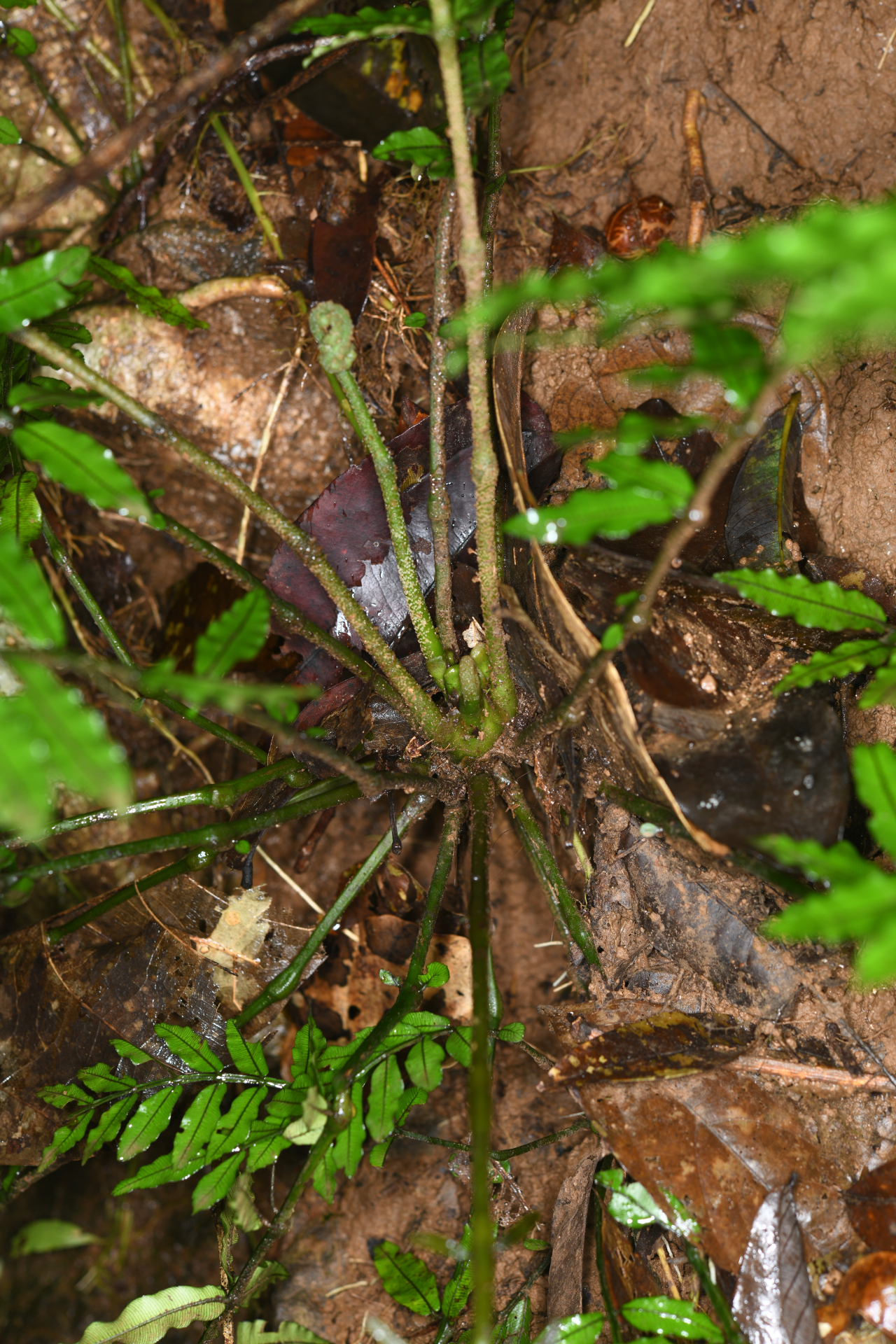 Danaea ypori Christenh. - Photo Bivouac Naturaliste
