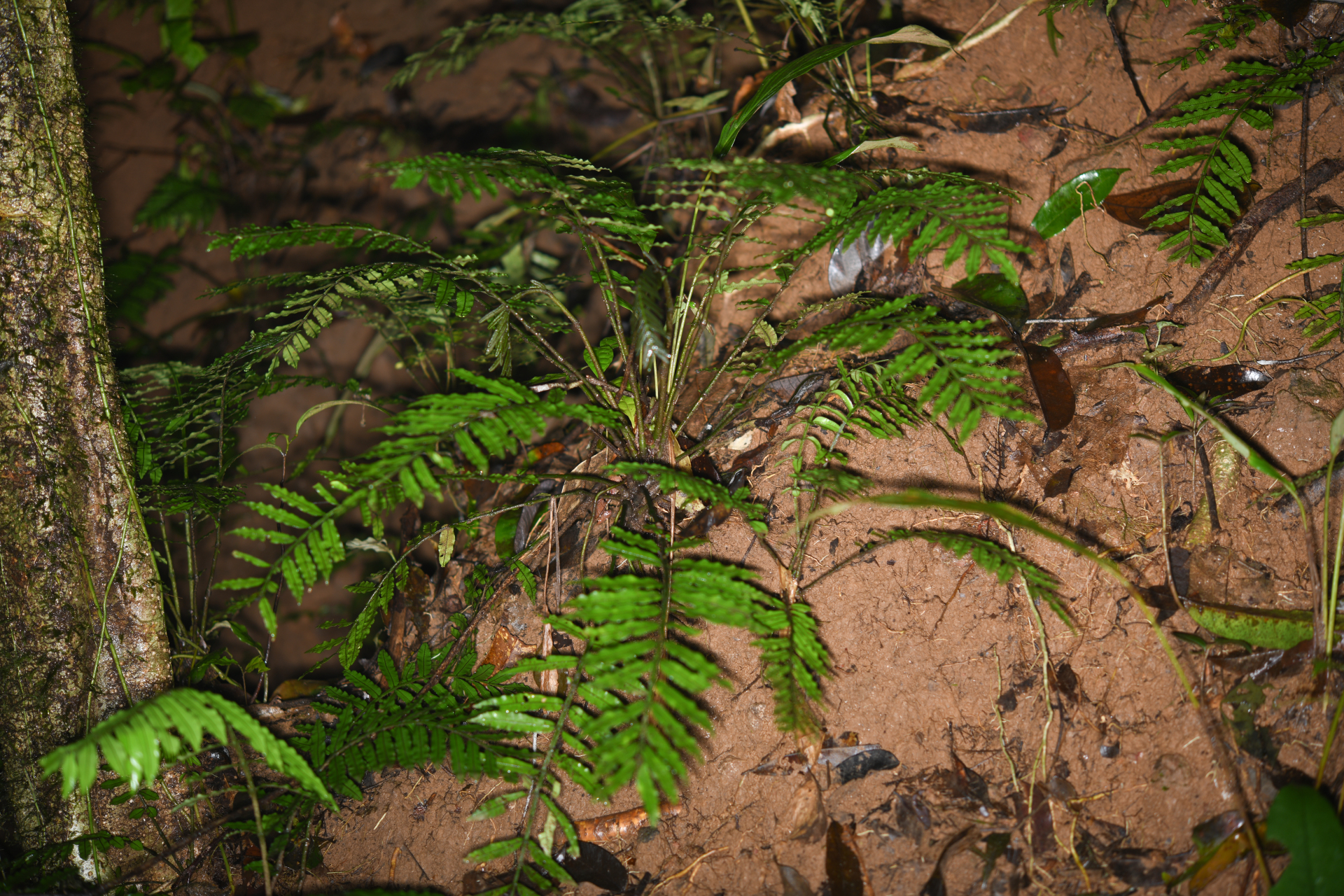 Danaea ypori Christenh. - Photo Bivouac Naturaliste