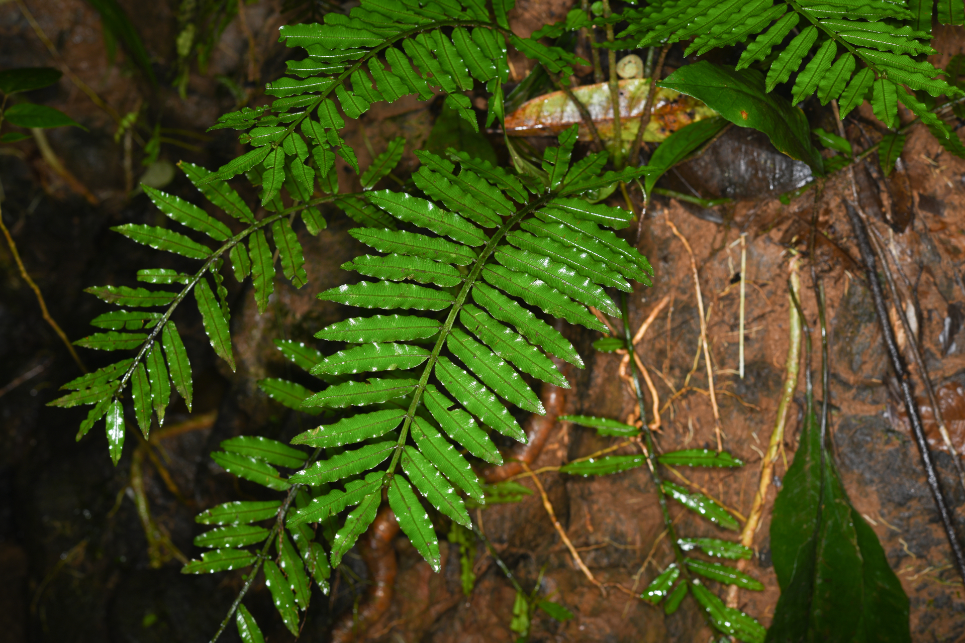Danaea ypori Christenh. - Photo Bivouac Naturaliste