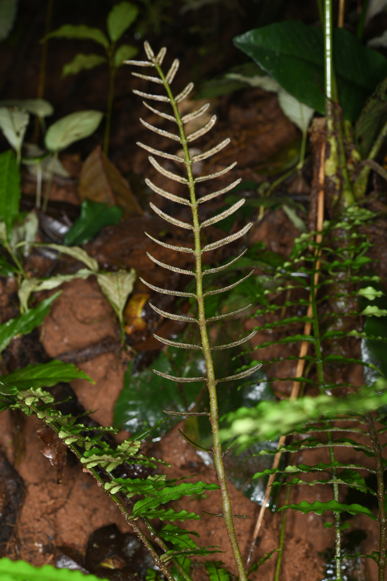 Danaea ypori Christenh. - Photo Bivouac Naturaliste