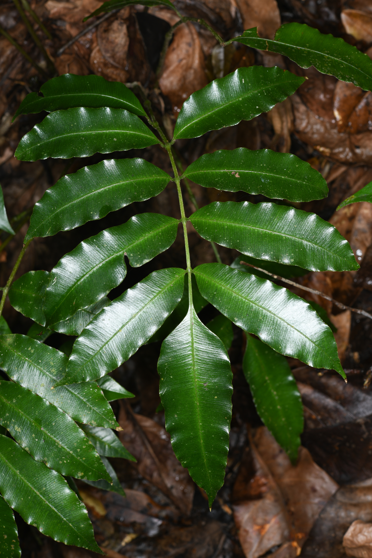 Danaea trinitatensis Christenh. & Tuomisto - Photo Bivouac Naturaliste