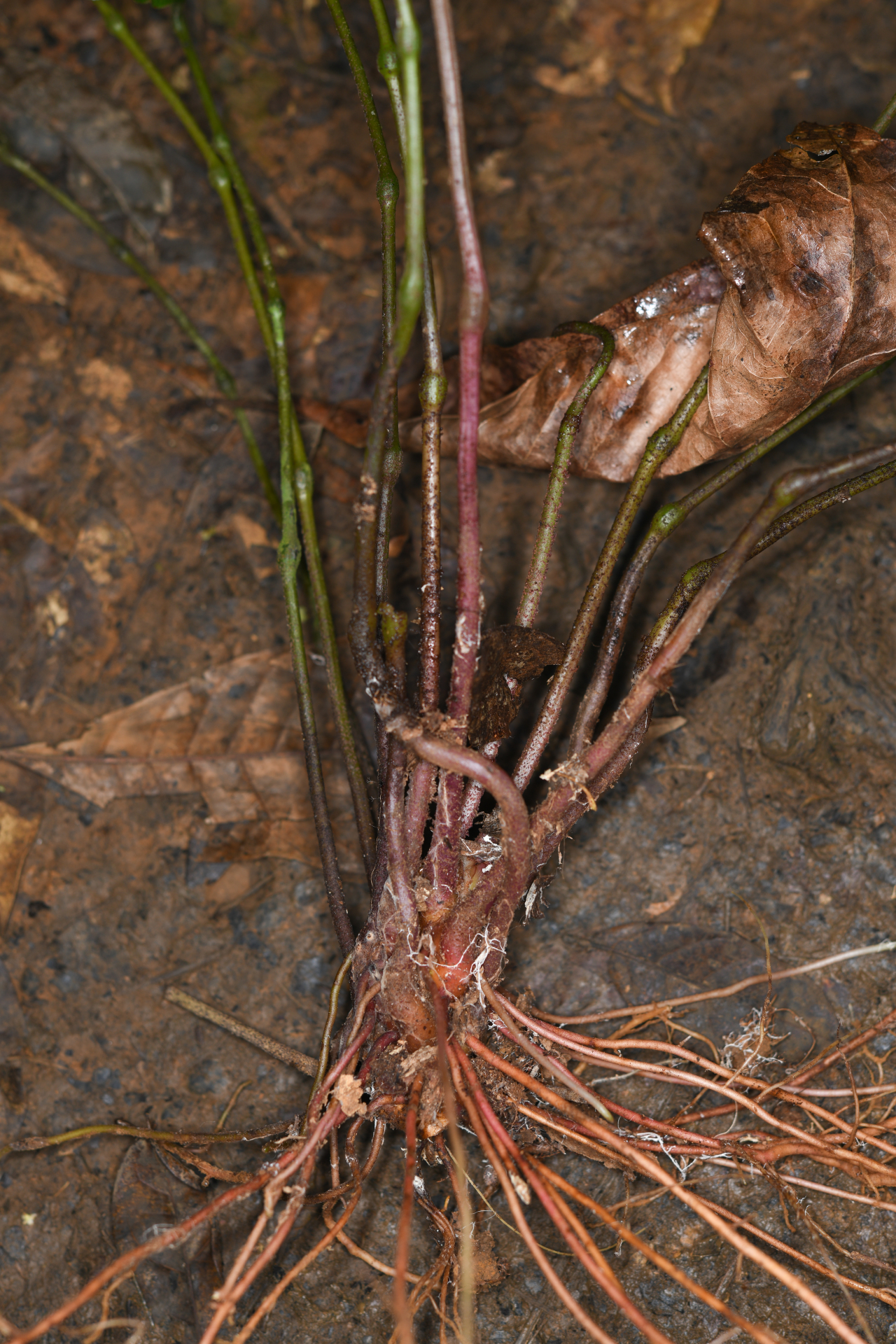 Danaea trinitatensis Christenh. & Tuomisto - Photo Bivouac Naturaliste