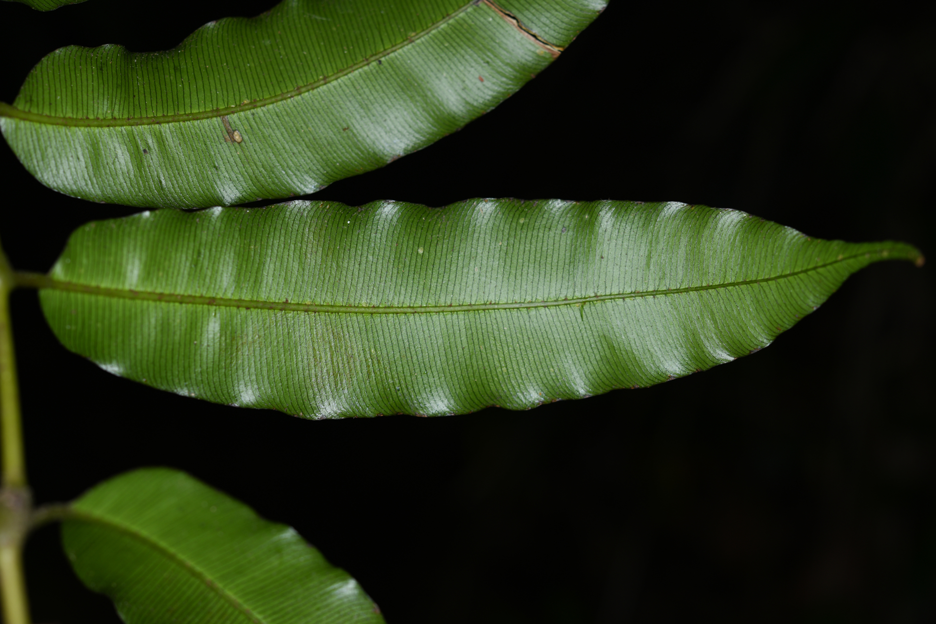 Danaea trinitatensis Christenh. & Tuomisto - Photo Bivouac Naturaliste