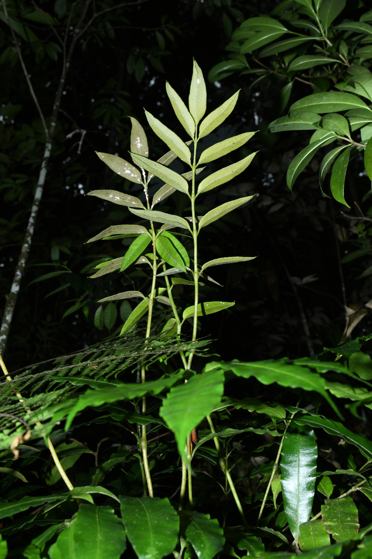 Danaea trinitatensis Christenh. & Tuomisto - Photo Bivouac Naturaliste