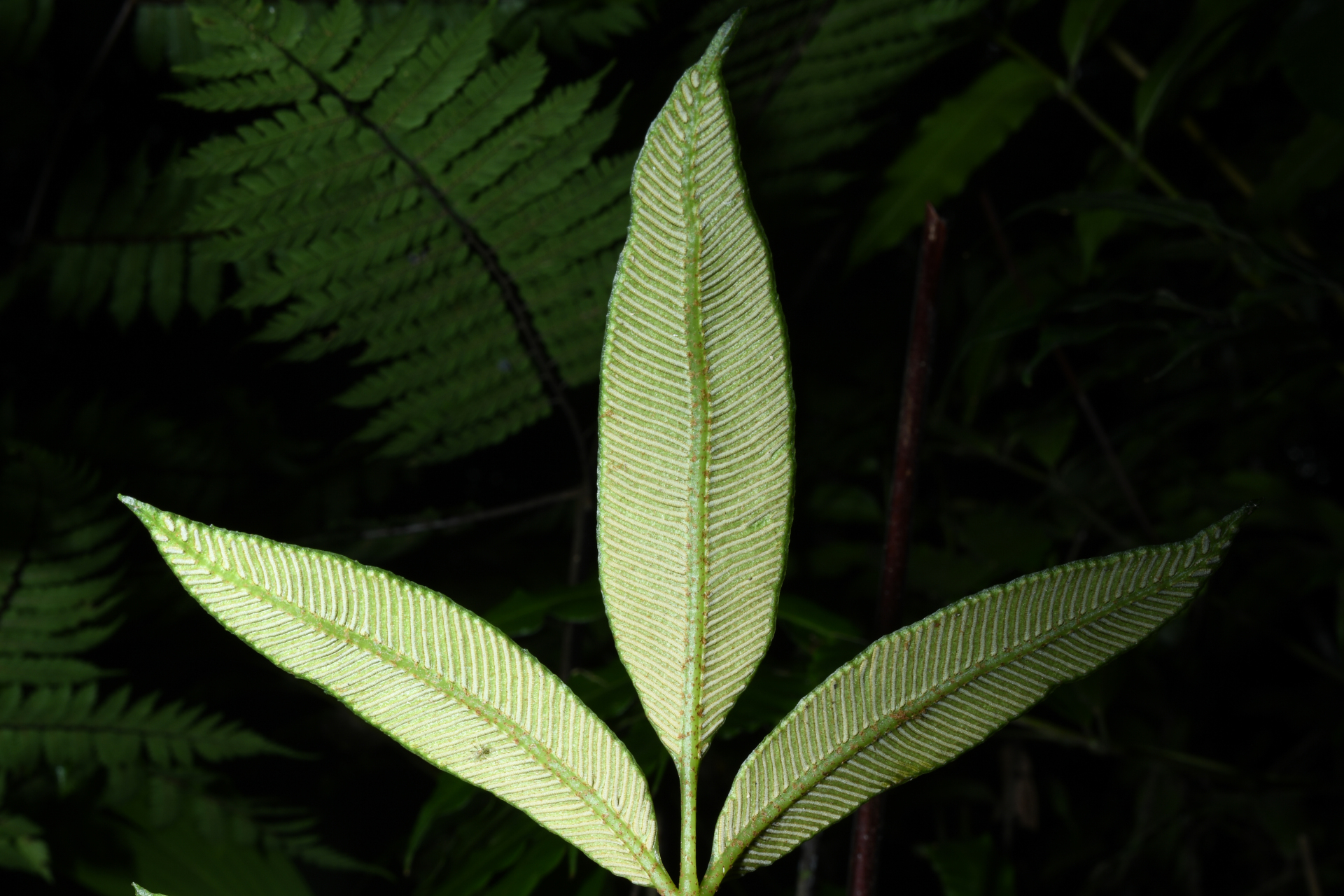 Danaea trinitatensis Christenh. & Tuomisto - Photo Bivouac Naturaliste