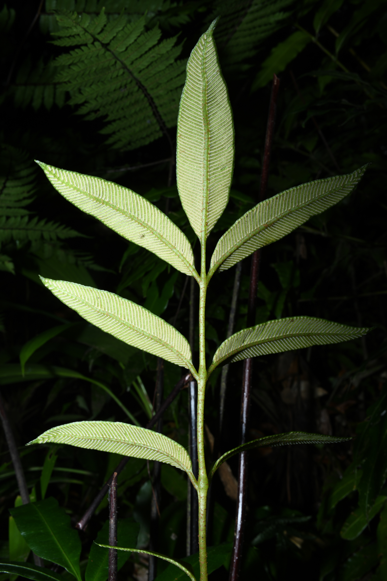 Danaea trinitatensis Christenh. & Tuomisto - Photo Bivouac Naturaliste