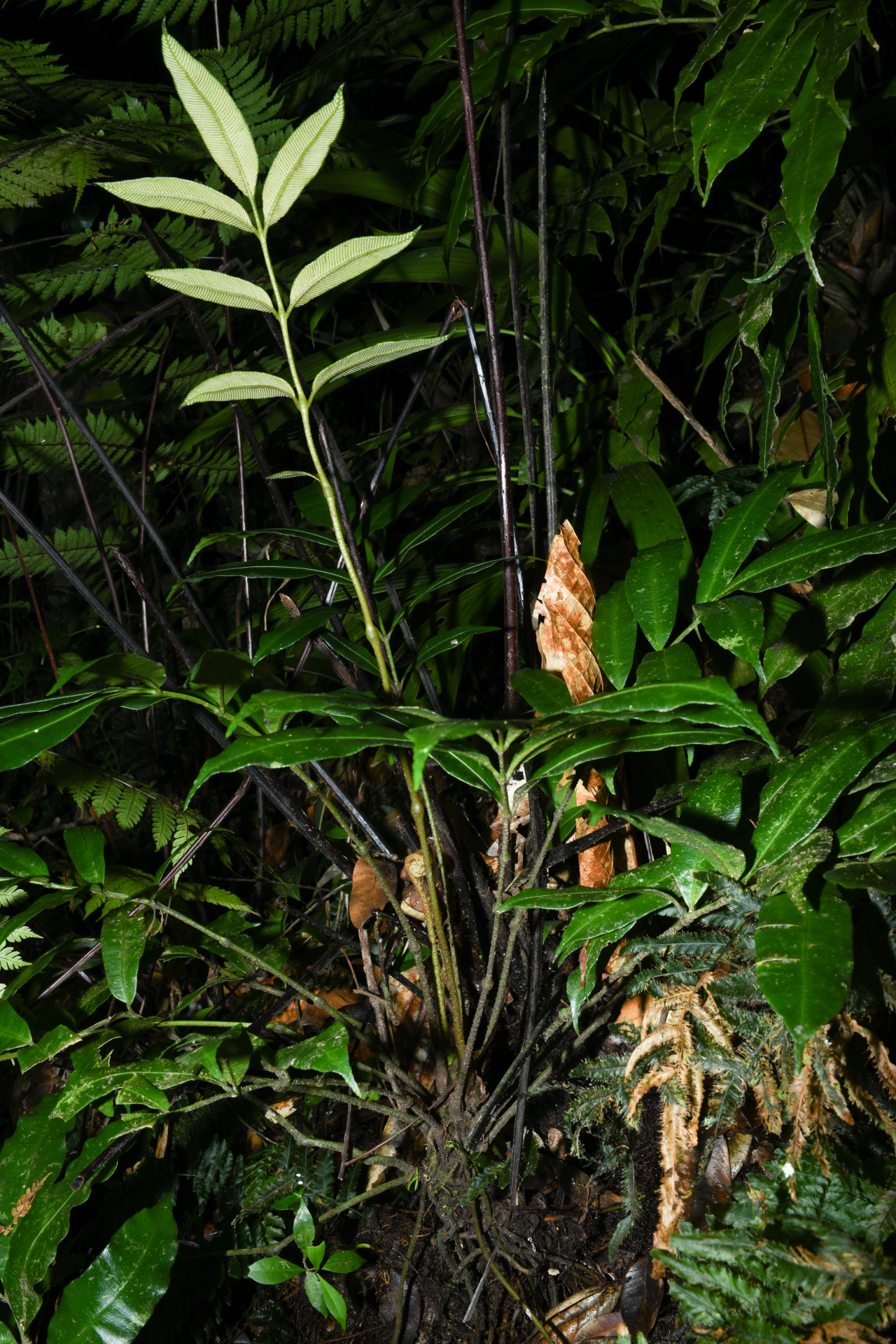 Danaea trinitatensis Christenh. & Tuomisto - Photo Bivouac Naturaliste