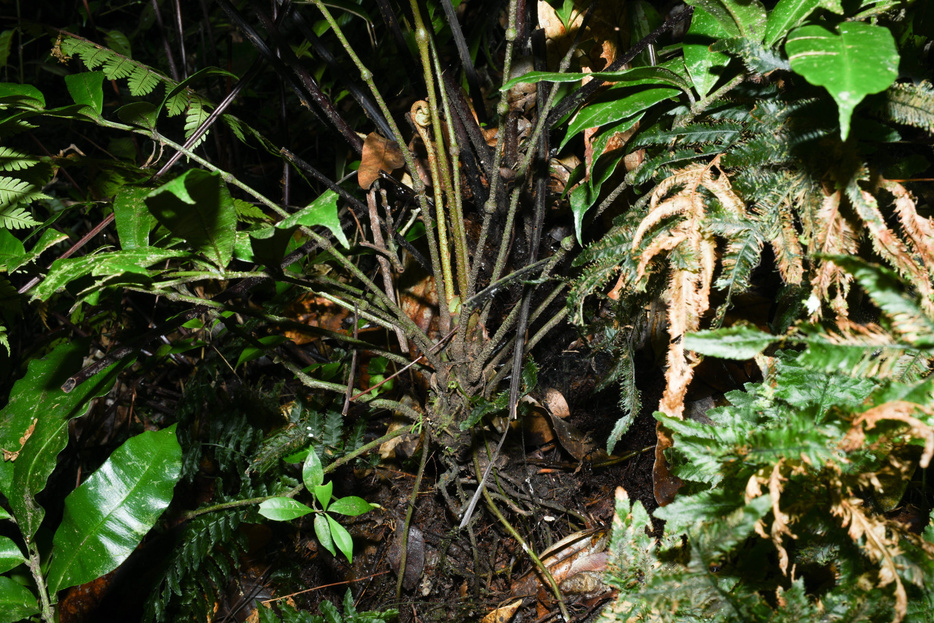 Danaea trinitatensis Christenh. & Tuomisto - Photo Bivouac Naturaliste