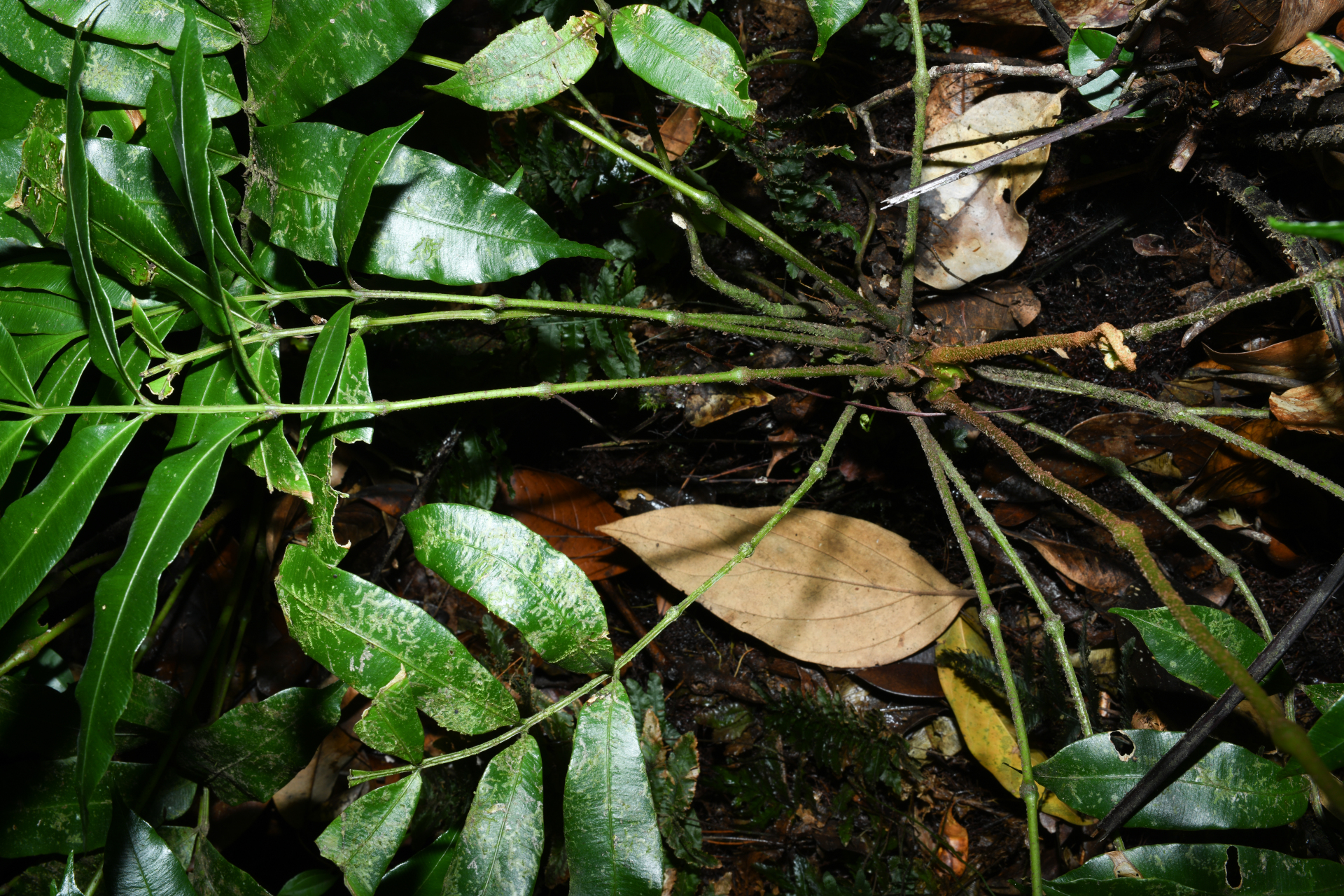 Danaea trinitatensis Christenh. & Tuomisto - Photo Bivouac Naturaliste