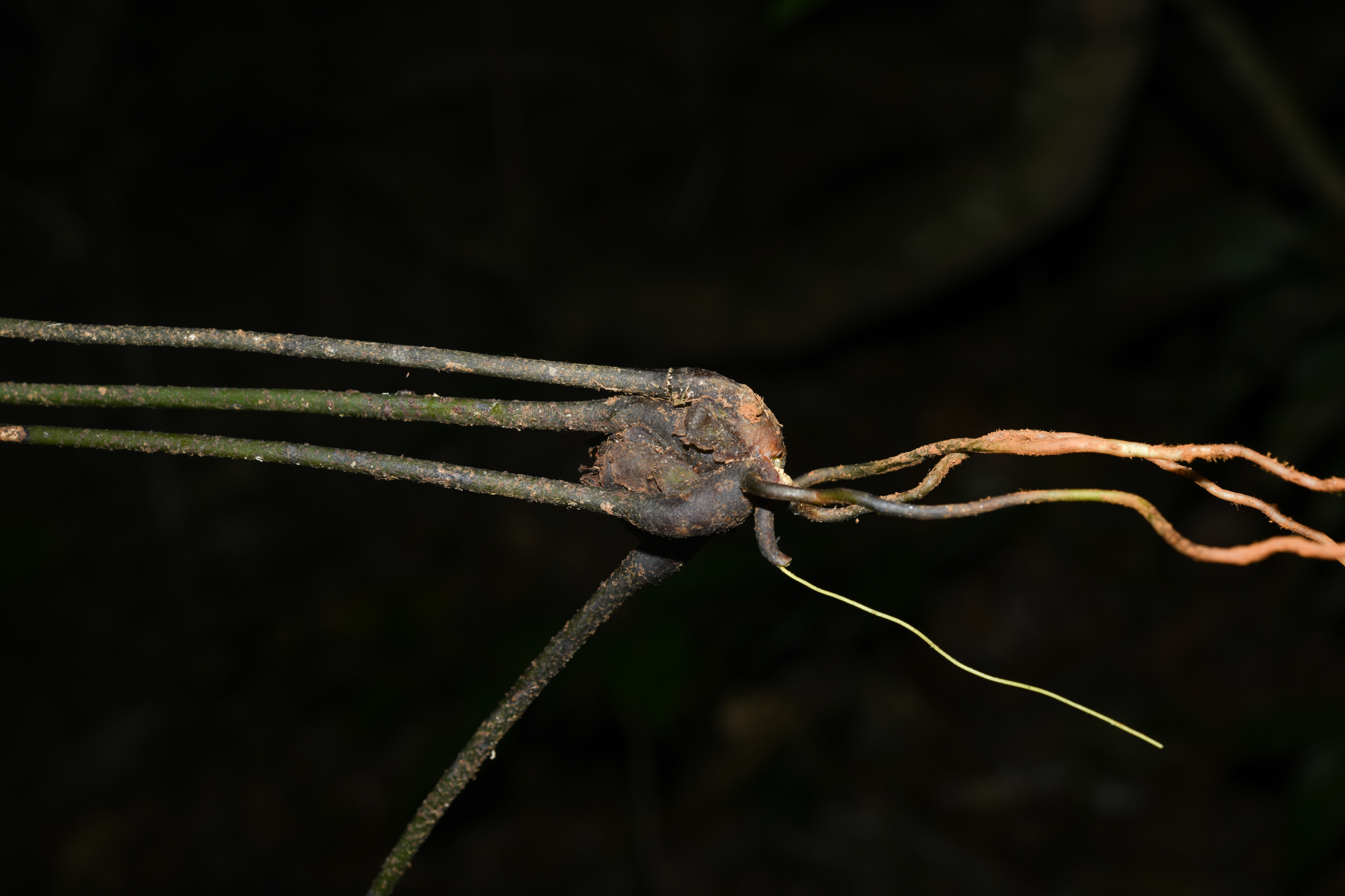 Danaea trifoliata Rchb. ex Kunze - Photo Bivouac Naturaliste