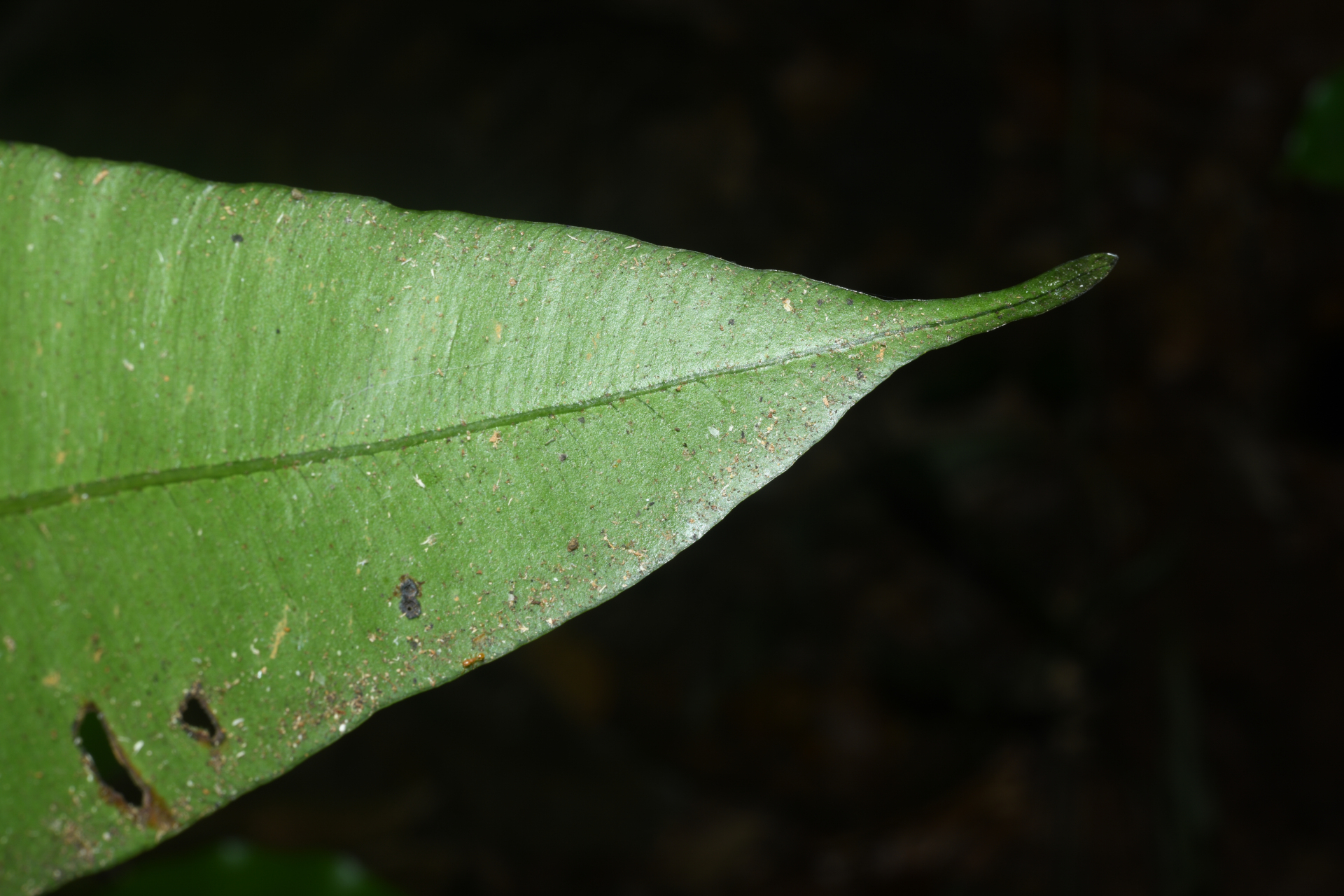 Danaea trifoliata Rchb. ex Kunze - Photo Bivouac Naturaliste