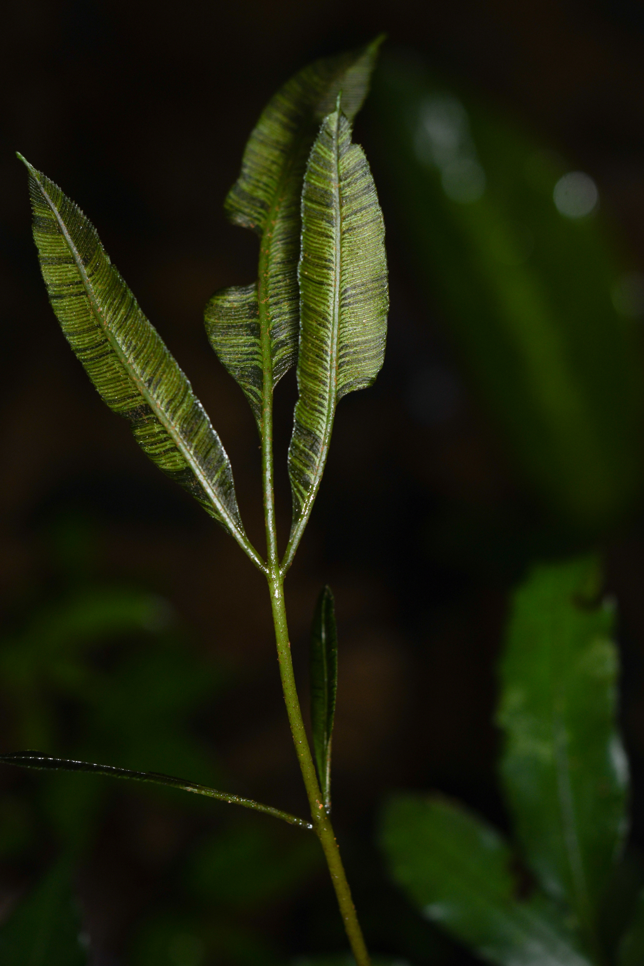 Danaea danaepinna Christenh. - Photo Bivouac Naturaliste