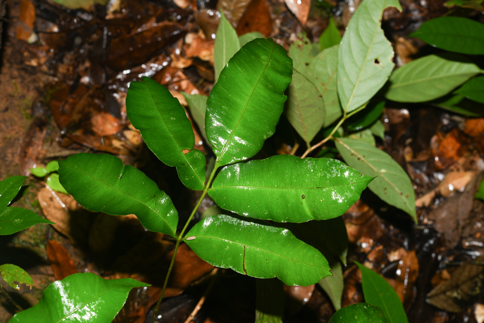 Danaea danaepinna Christenh. - Photo Bivouac Naturaliste