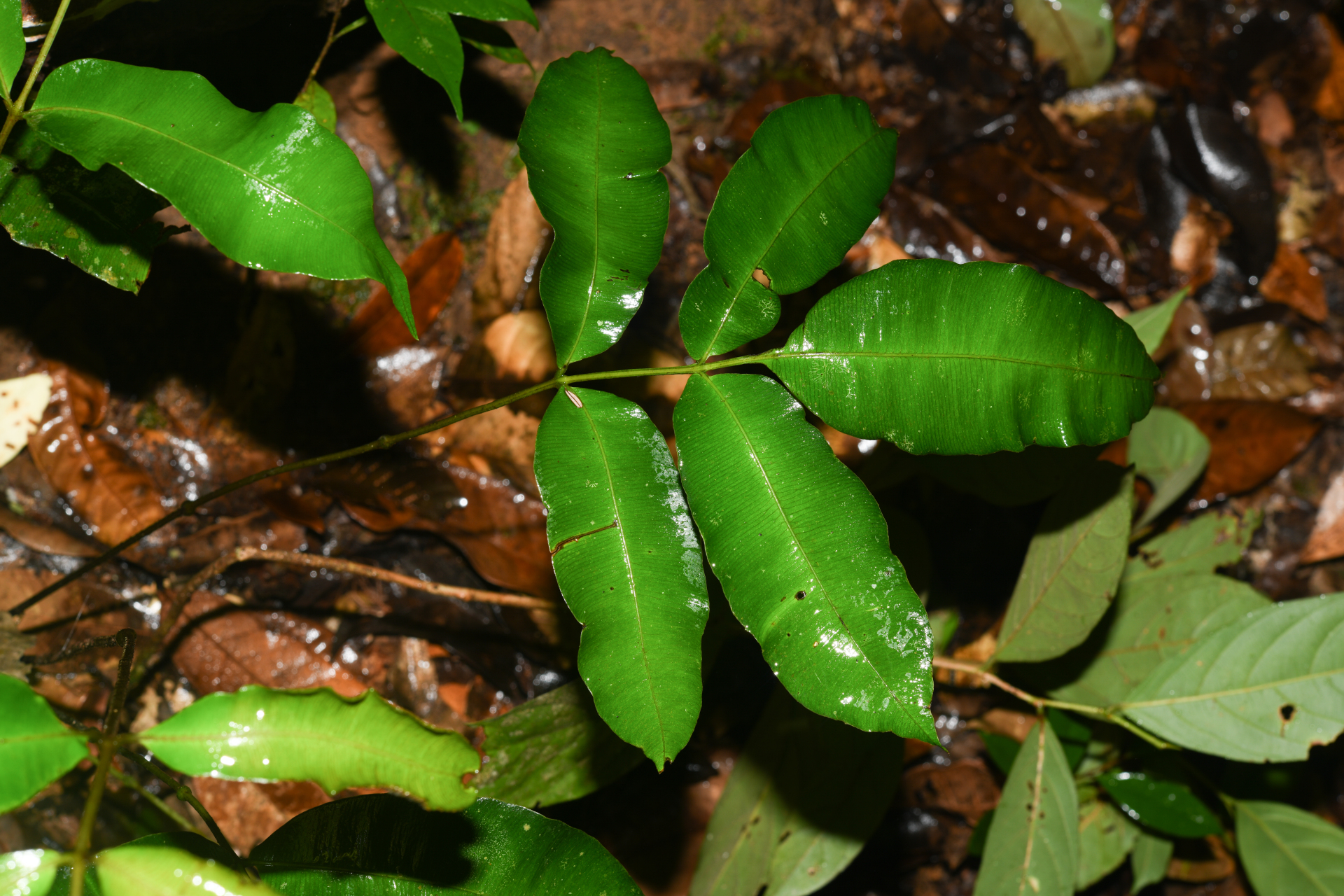 Danaea danaepinna Christenh. - Photo Bivouac Naturaliste