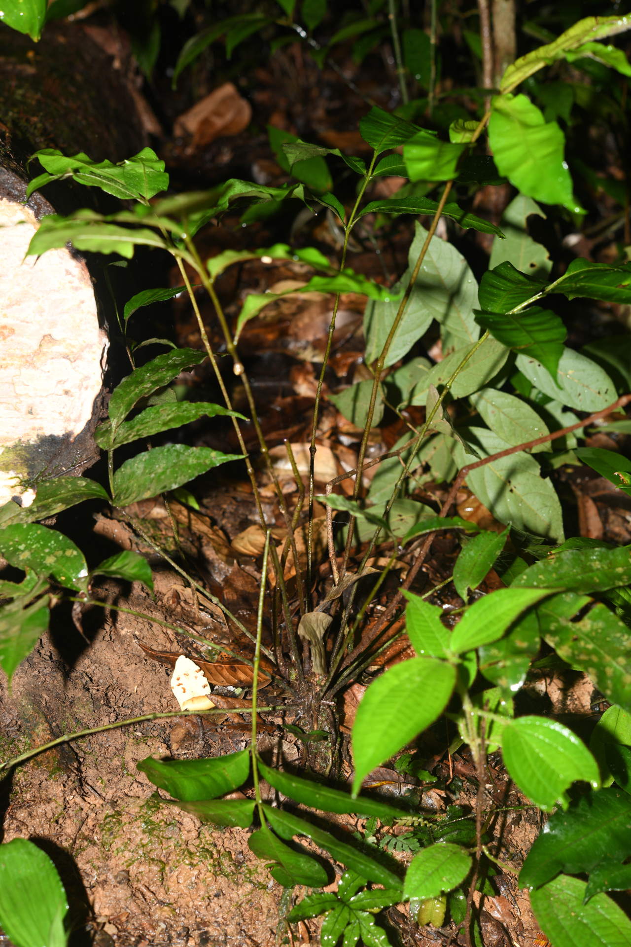 Danaea danaepinna Christenh. - Photo Bivouac Naturaliste