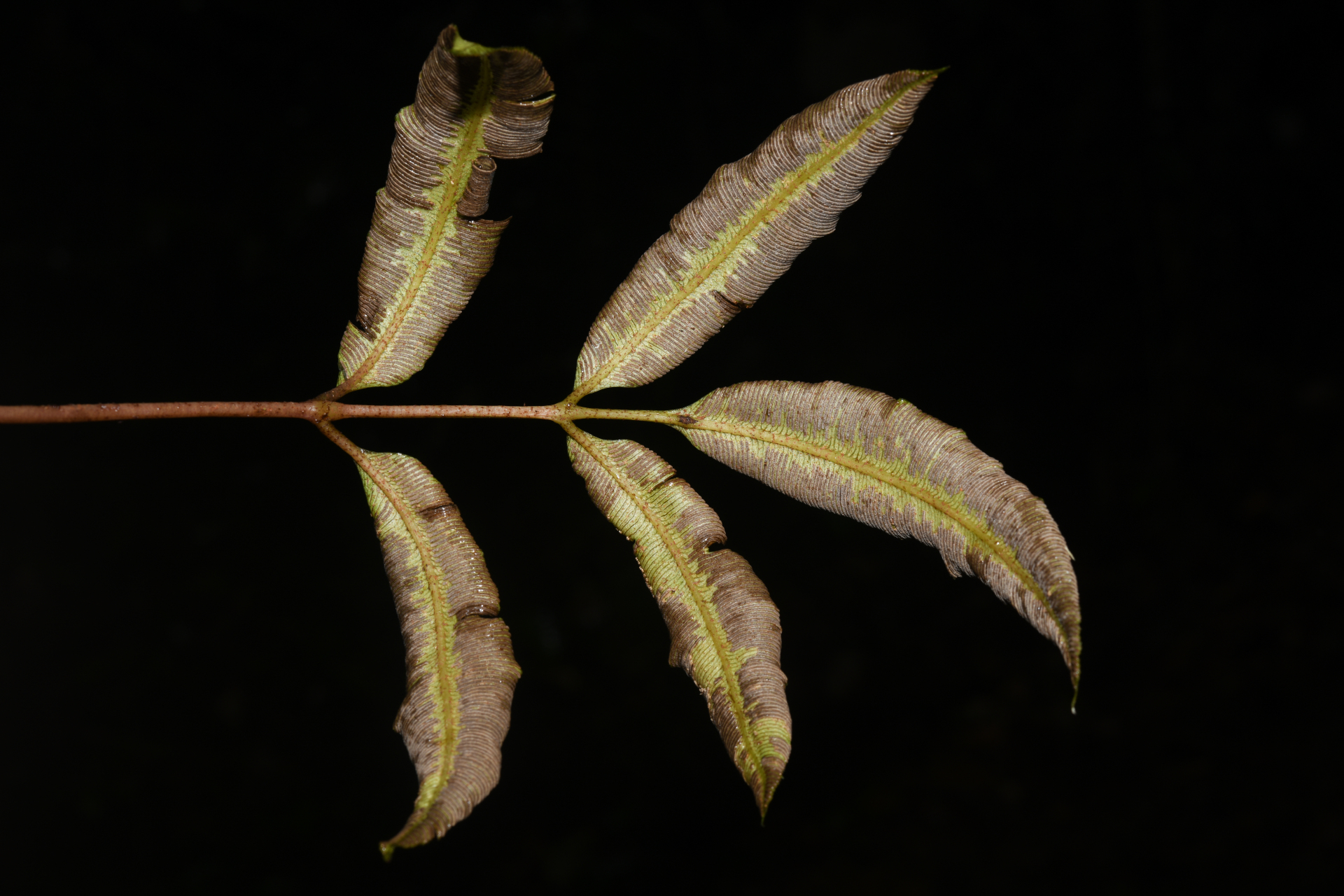 Danaea danaepinna Christenh. - Photo Bivouac Naturaliste