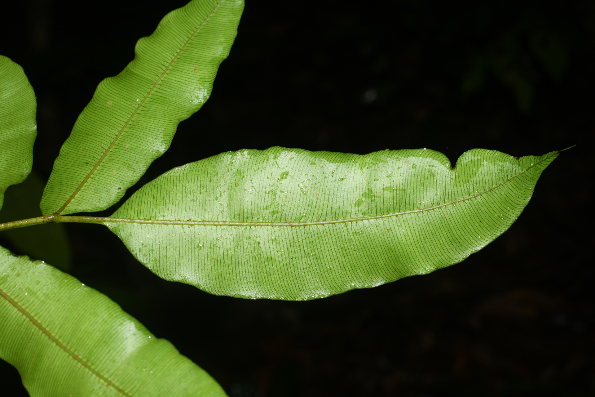 Danaea danaepinna Christenh. - Photo Bivouac Naturaliste