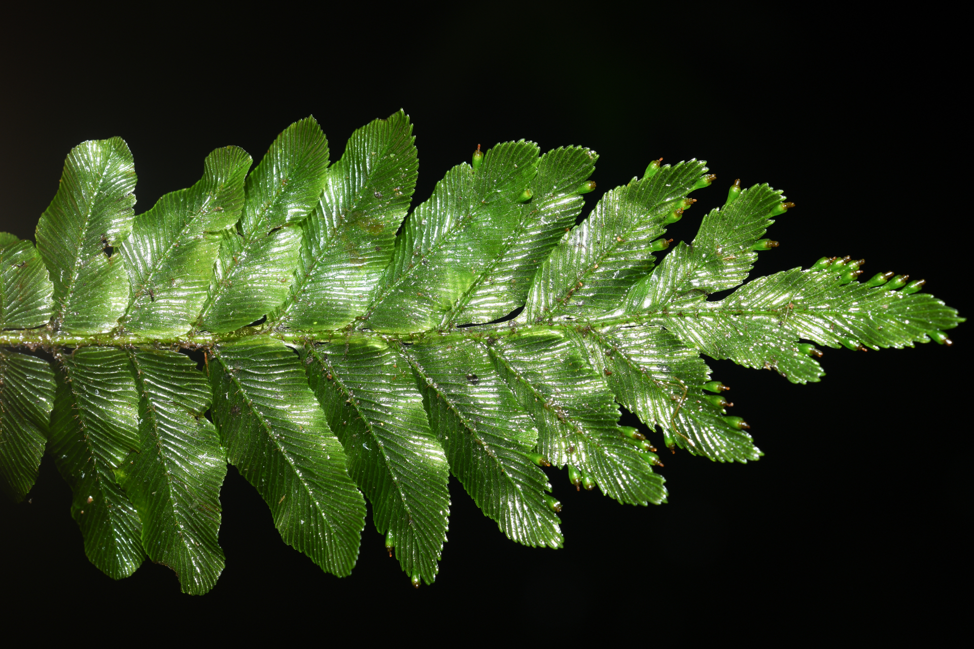 Trichomanes hostmannianum (Klotzsch) Kunze - Photo Bivouac Naturaliste