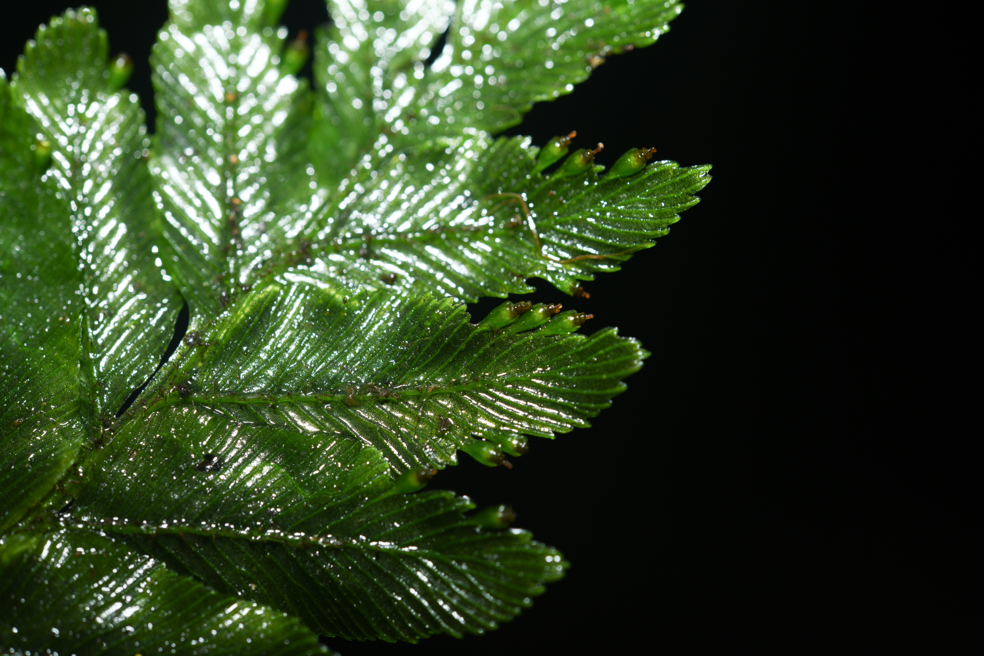 Trichomanes hostmannianum (Klotzsch) Kunze - Photo Bivouac Naturaliste