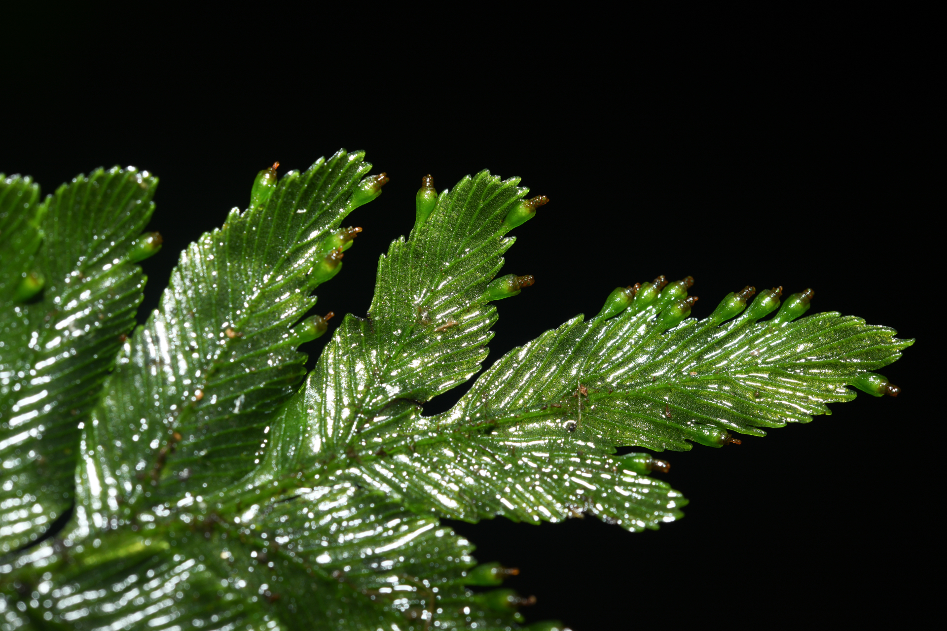 Trichomanes hostmannianum (Klotzsch) Kunze - Photo Bivouac Naturaliste