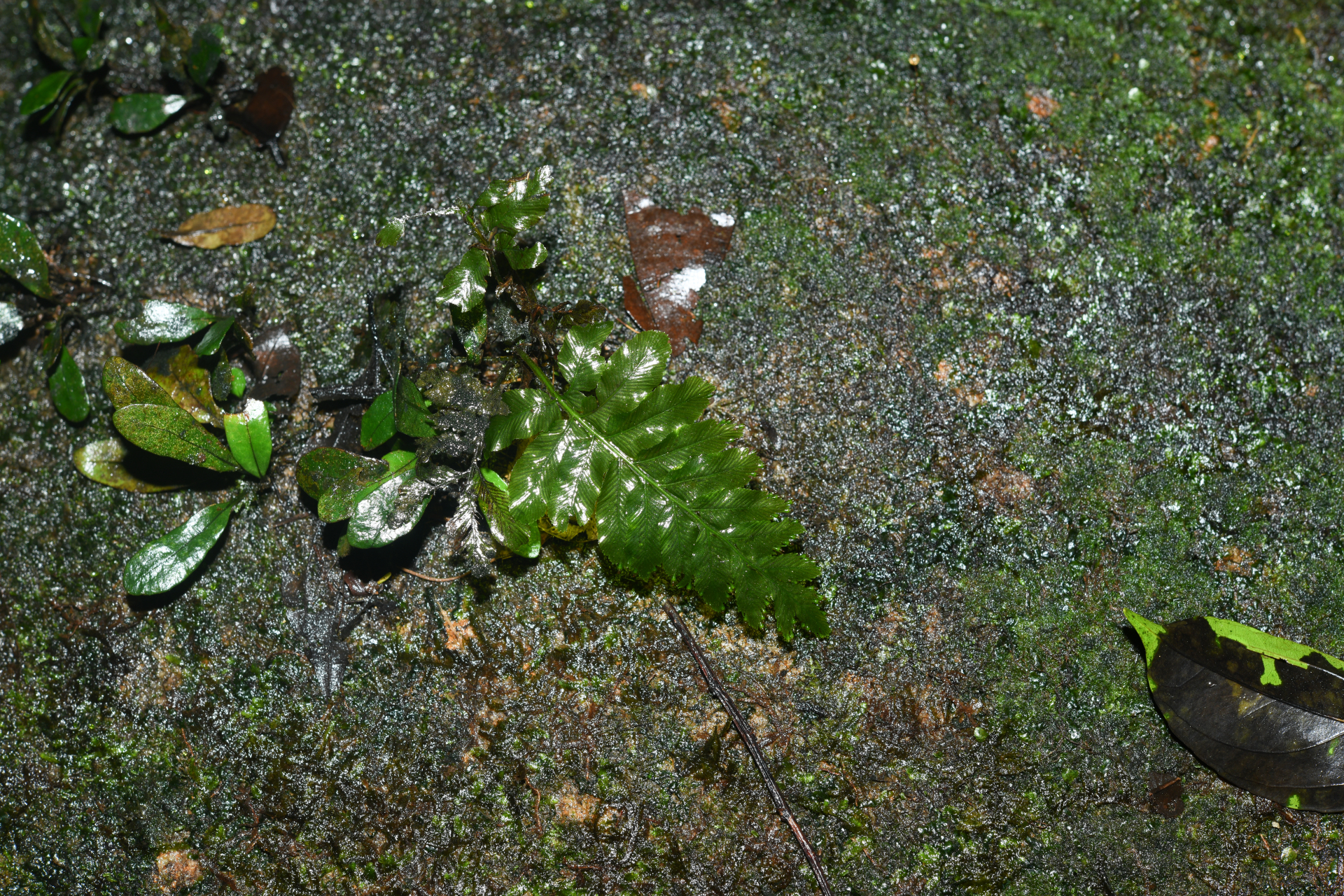 Trichomanes hostmannianum (Klotzsch) Kunze - Photo Bivouac Naturaliste