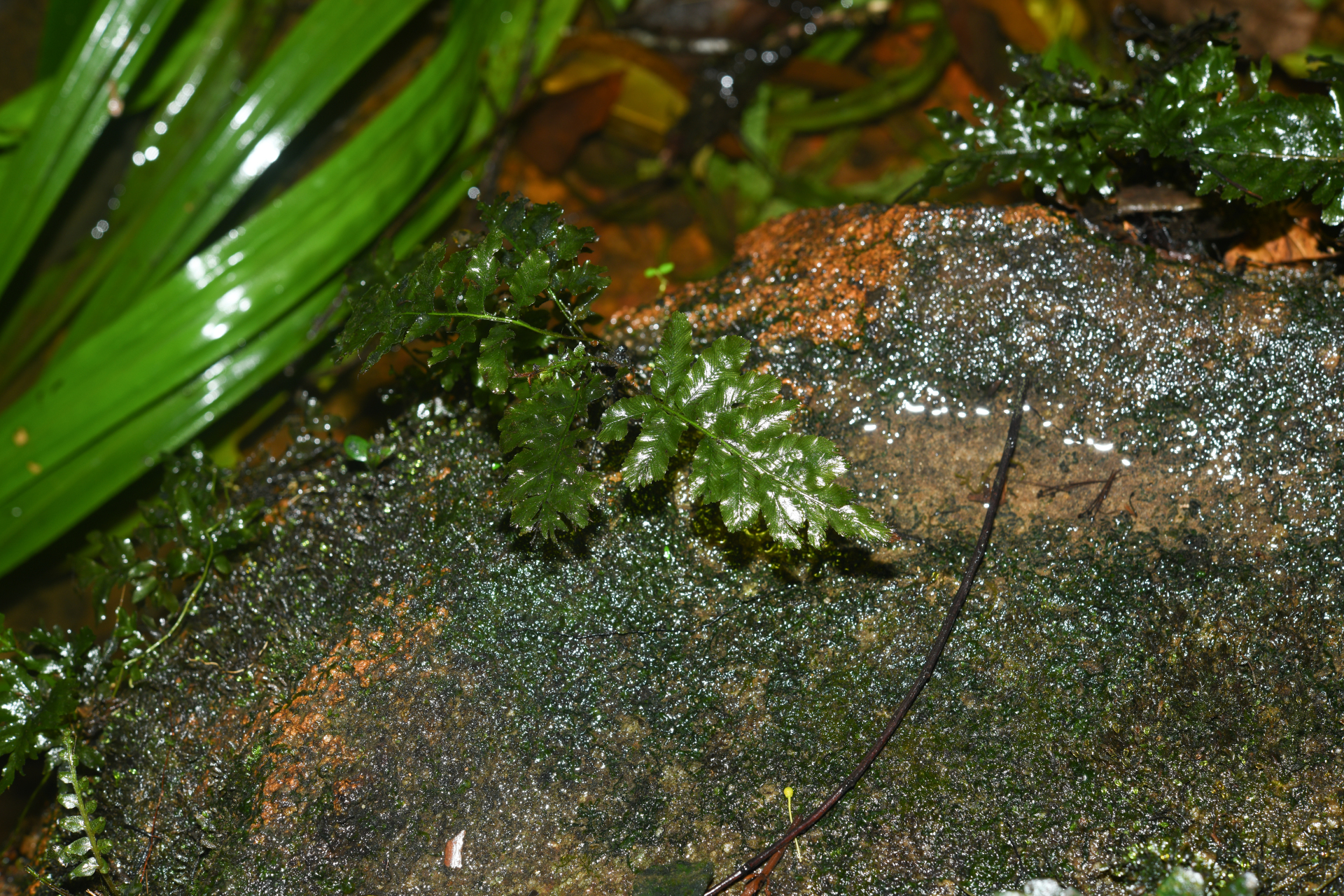 Trichomanes hostmannianum (Klotzsch) Kunze - Photo Bivouac Naturaliste