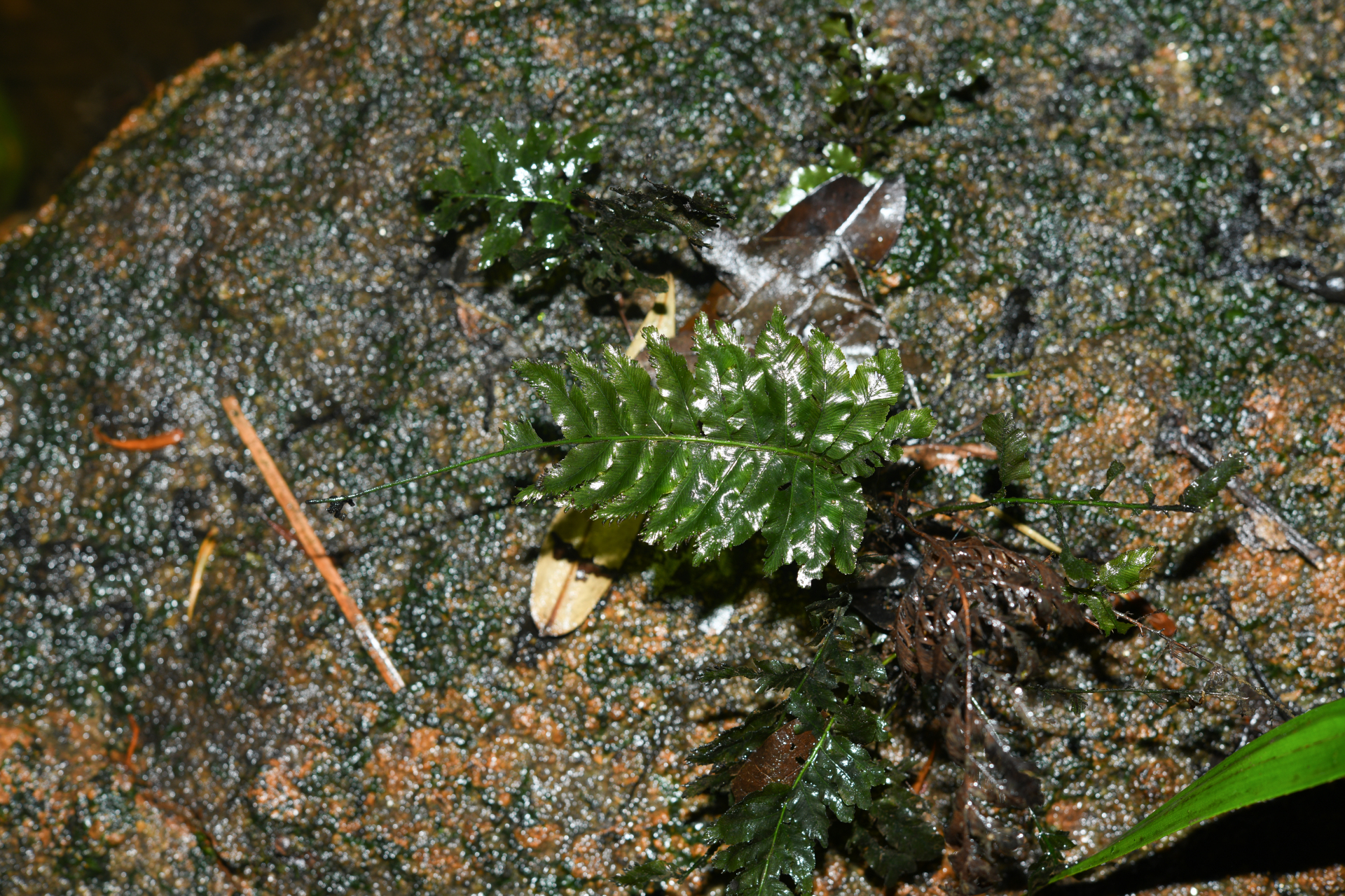 Trichomanes hostmannianum (Klotzsch) Kunze - Photo Bivouac Naturaliste