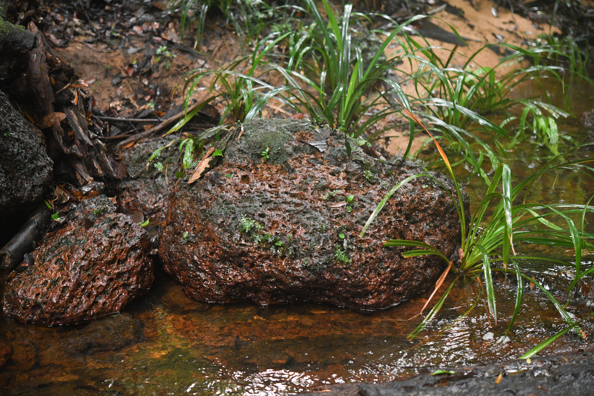 Trichomanes hostmannianum (Klotzsch) Kunze - Photo Bivouac Naturaliste