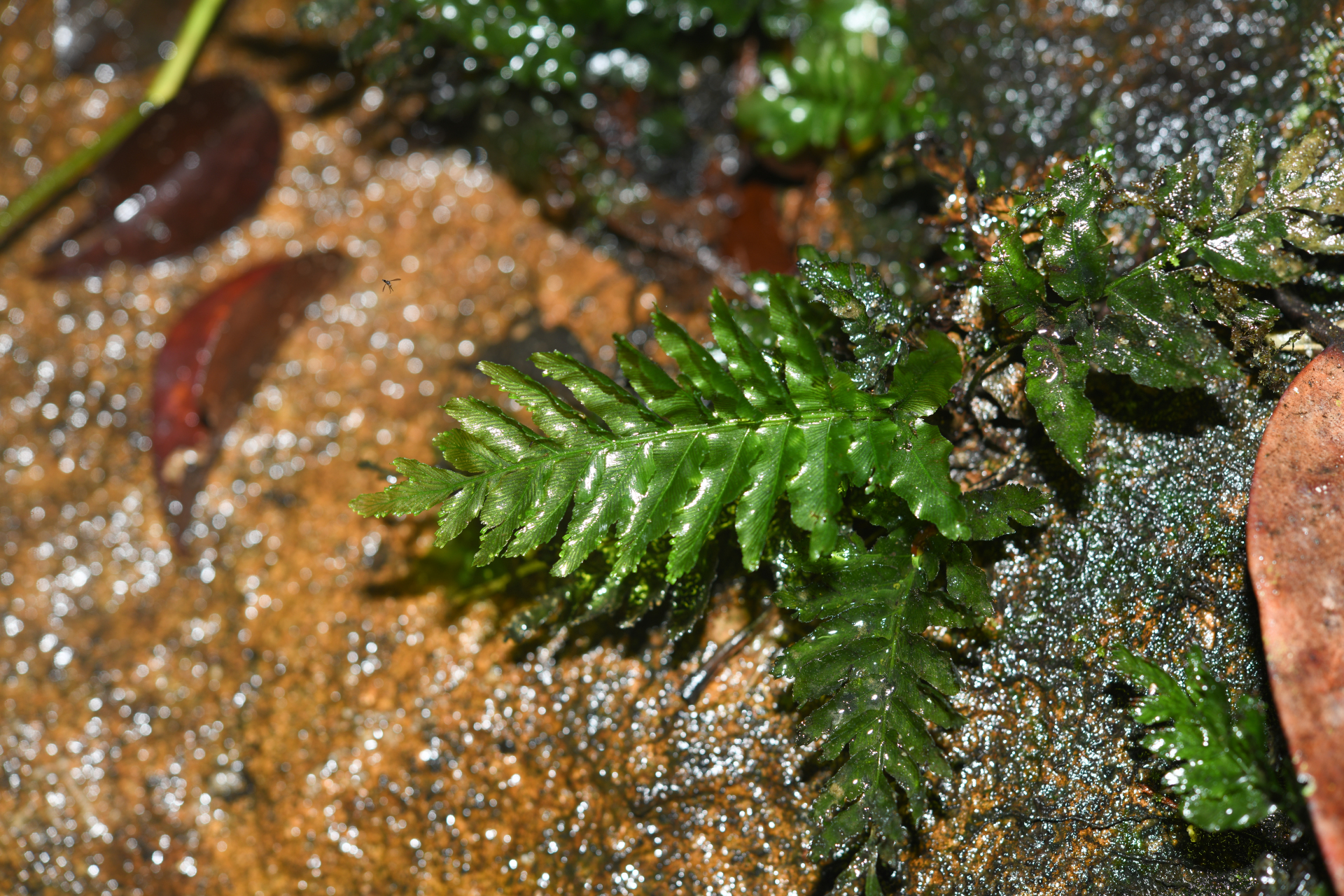Trichomanes hostmannianum (Klotzsch) Kunze - Photo Bivouac Naturaliste