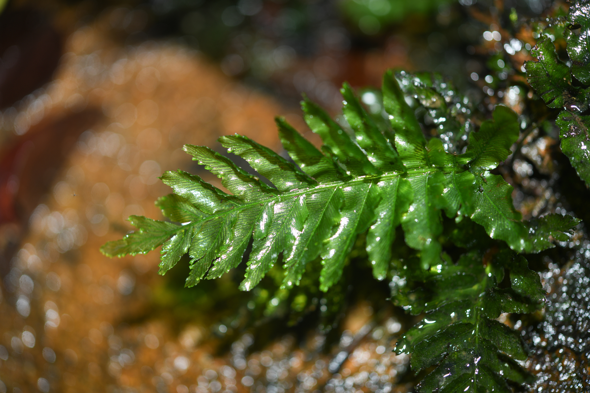 Trichomanes hostmannianum (Klotzsch) Kunze - Photo Bivouac Naturaliste