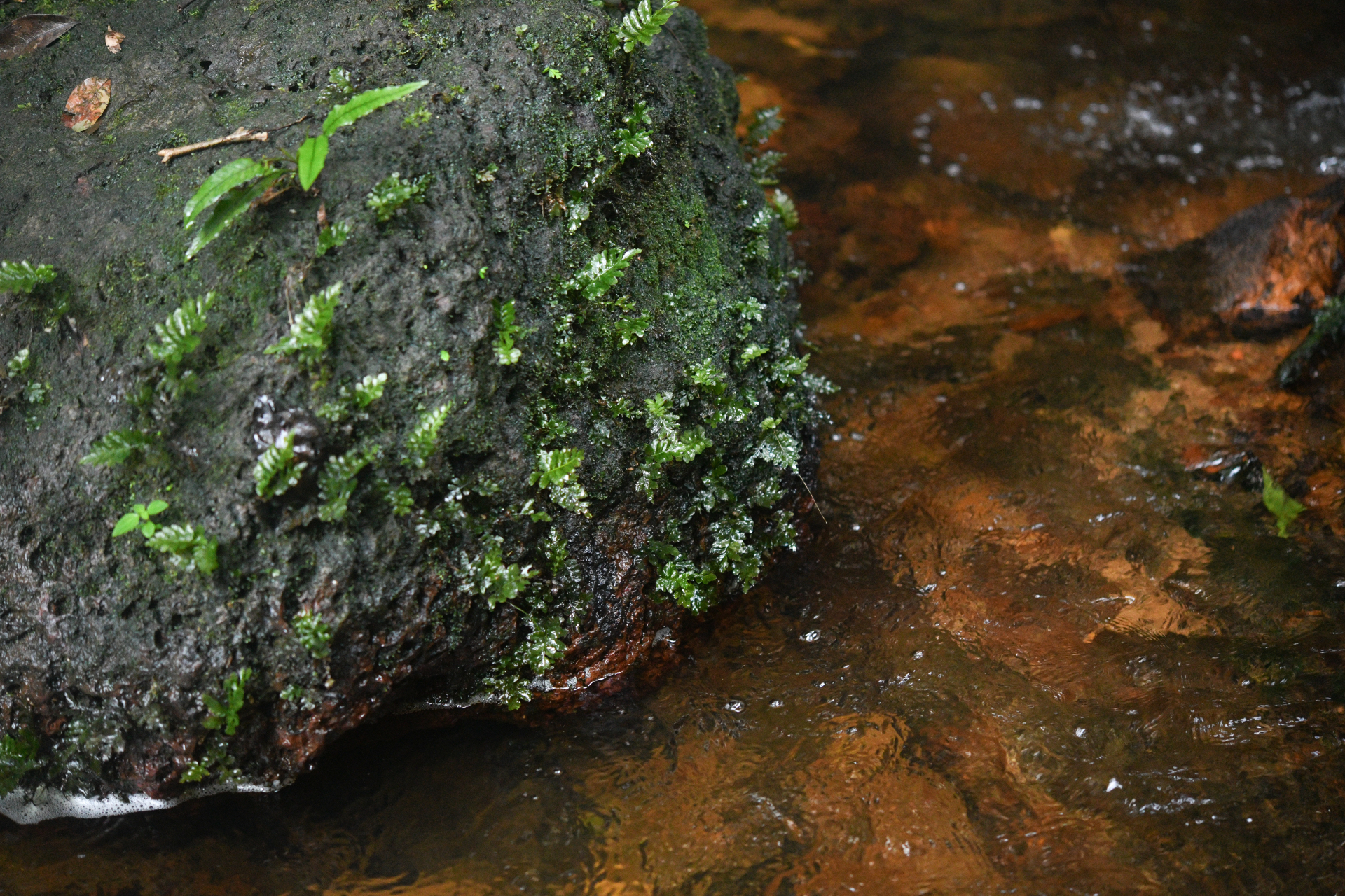 Trichomanes hostmannianum (Klotzsch) Kunze - Photo Bivouac Naturaliste