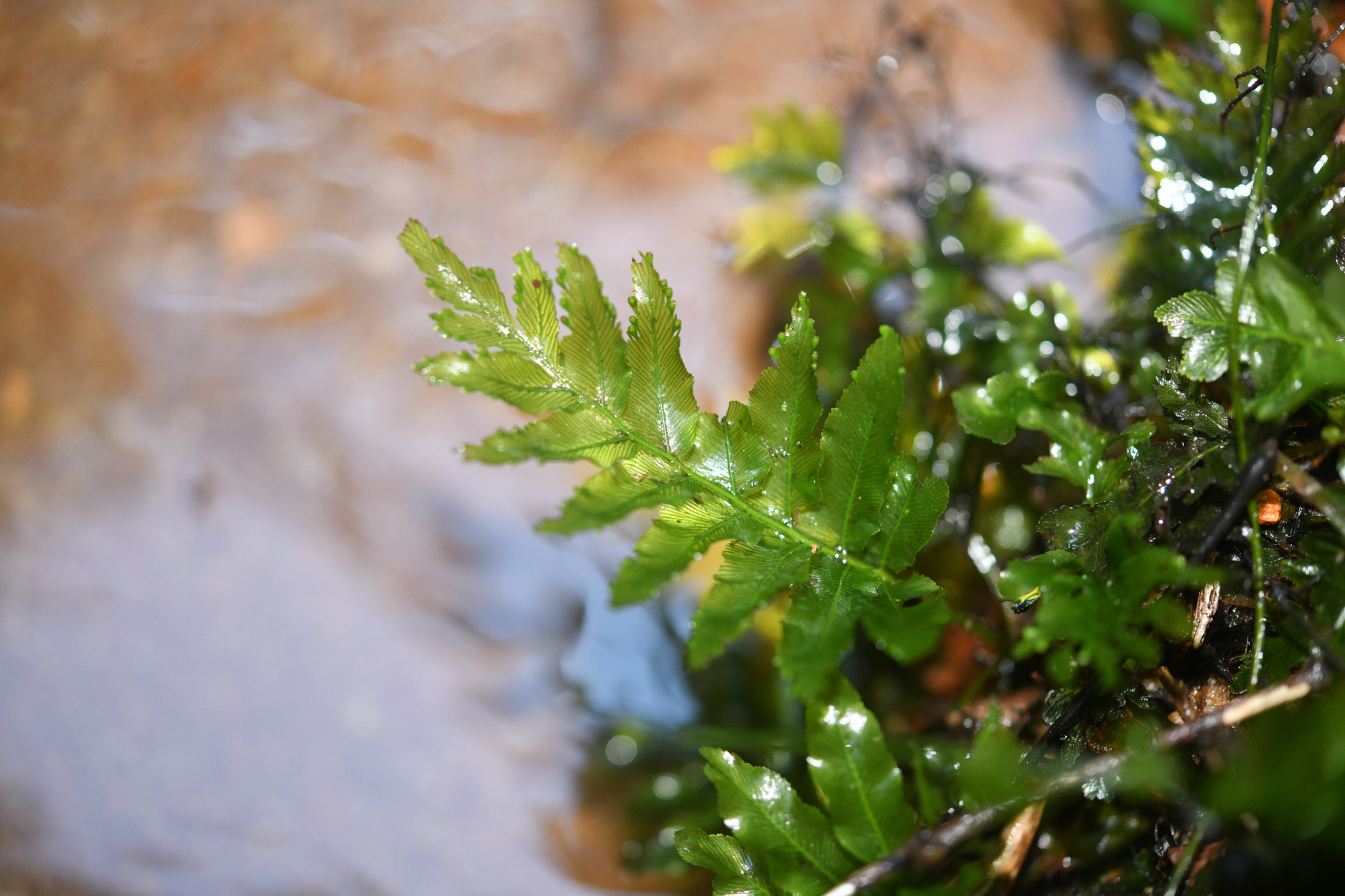 Trichomanes hostmannianum (Klotzsch) Kunze - Photo Bivouac Naturaliste