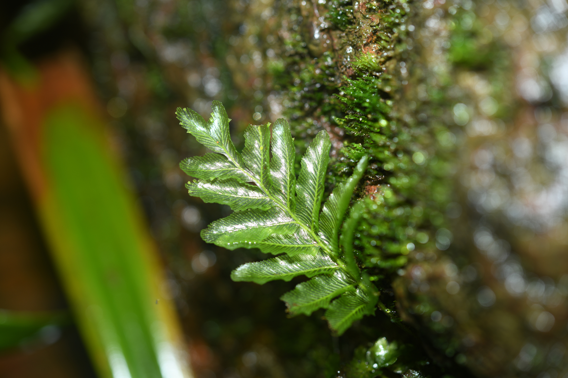 Trichomanes hostmannianum (Klotzsch) Kunze - Photo Bivouac Naturaliste