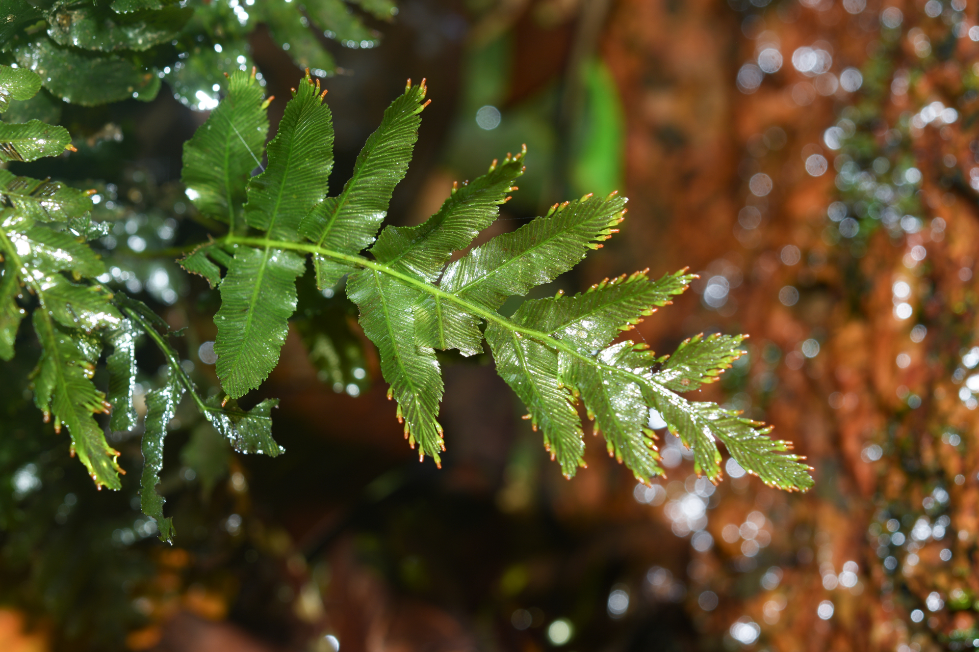 Trichomanes hostmannianum (Klotzsch) Kunze - Photo Bivouac Naturaliste