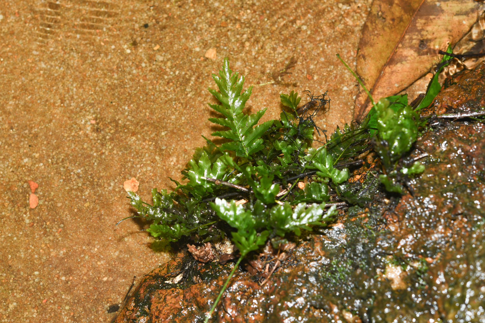 Trichomanes hostmannianum (Klotzsch) Kunze - Photo Bivouac Naturaliste