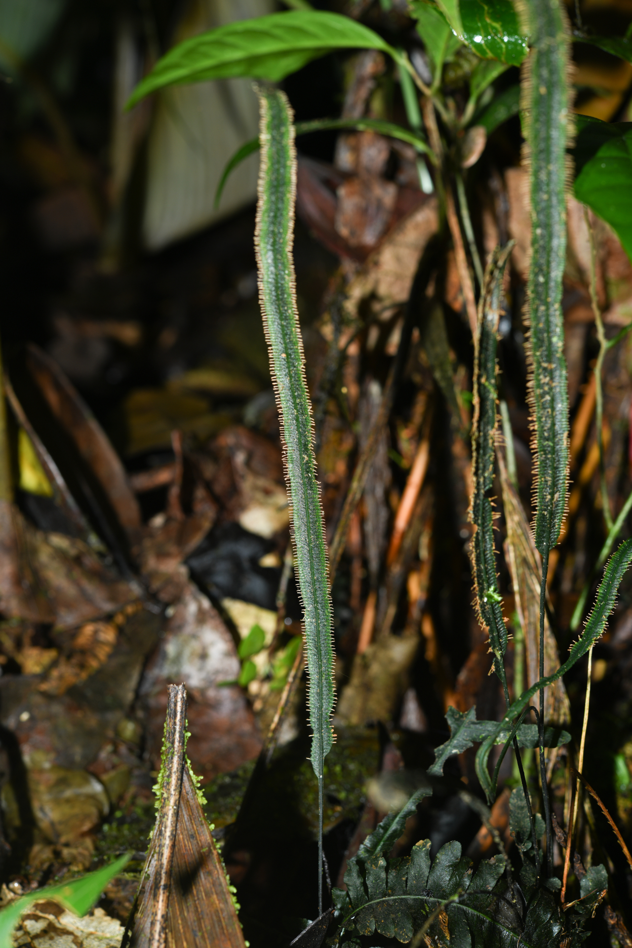 Trichomanes diversifrons (Bory) Mett. - Photo Bivouac Naturaliste