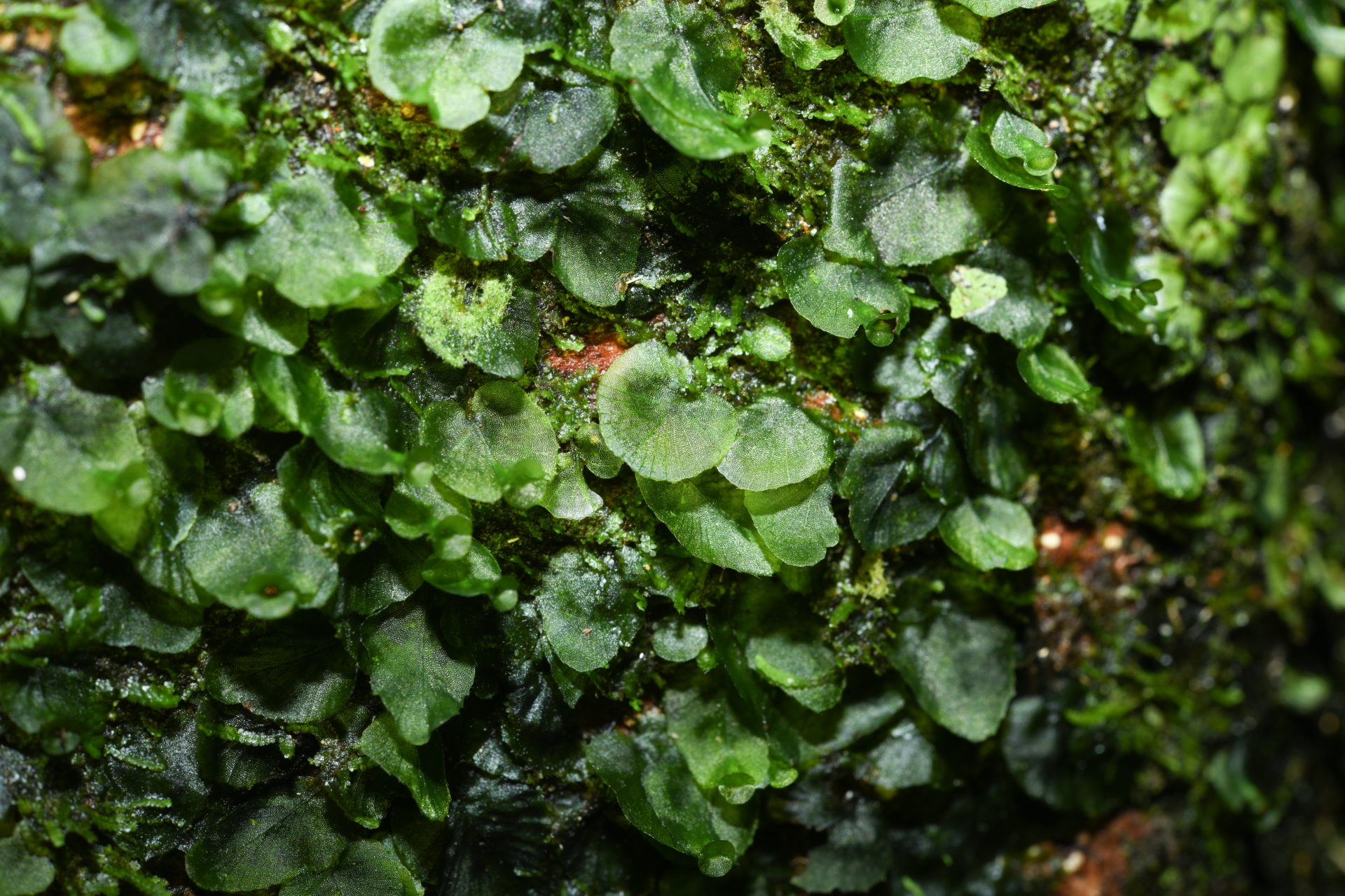 Didymoglossum pinnatinervium (Jenman) Pic.Serm. - Photo Bivouac Naturaliste