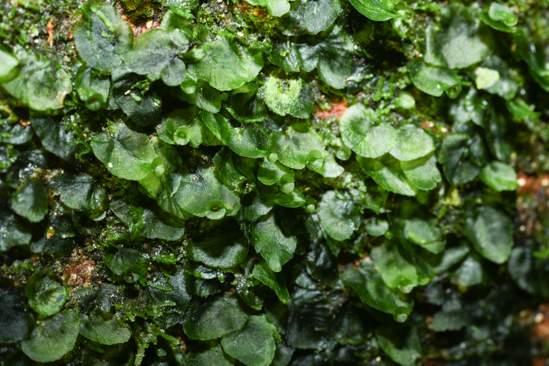 Didymoglossum pinnatinervium (Jenman) Pic.Serm. - Photo Bivouac Naturaliste