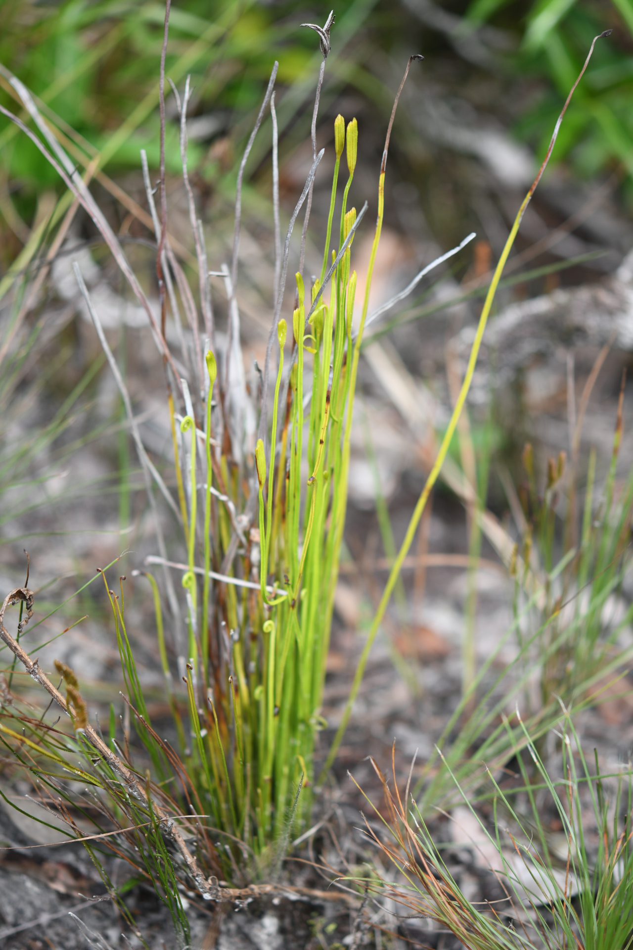 Actinostachys pennula (Sw.) Hook. - Photo Bivouac Naturaliste